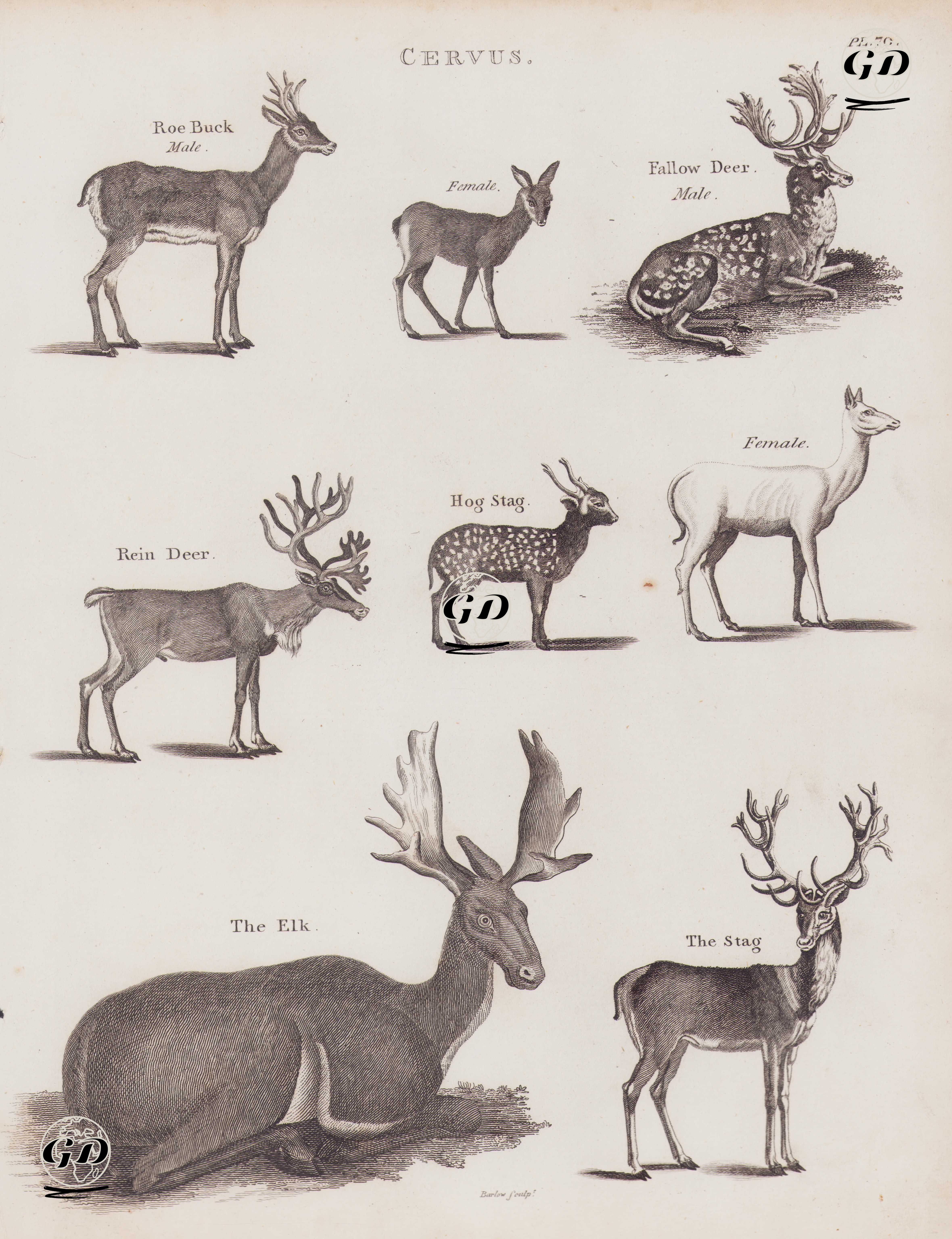Cervus (Plate 70)- Karaca (Erkek ve Dişi), Alageyik (Erkek ve Dişi), Ren Geyiği, Domuz Geyiği, Kanada Geyiği (Sığın), Kızıl Geyik -  - 1802