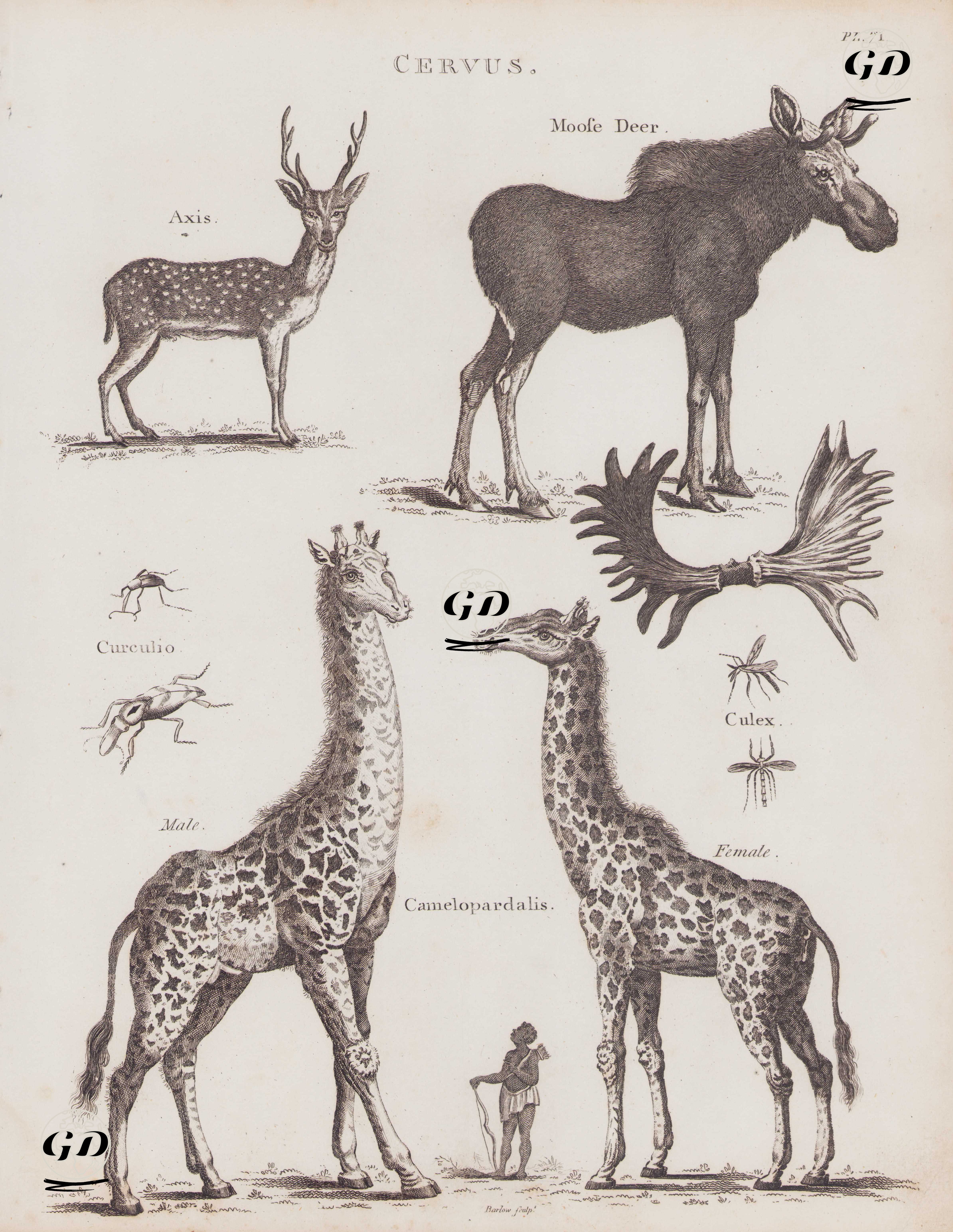 Cervus (Plate 71)- Benekli Geyik, Kanada Geyiği (Sığın), Fındık Kurdu (Curculio Nucum), Ev Sivrisineği, Zürafa (Erkek ve Dişi) -  - 1802