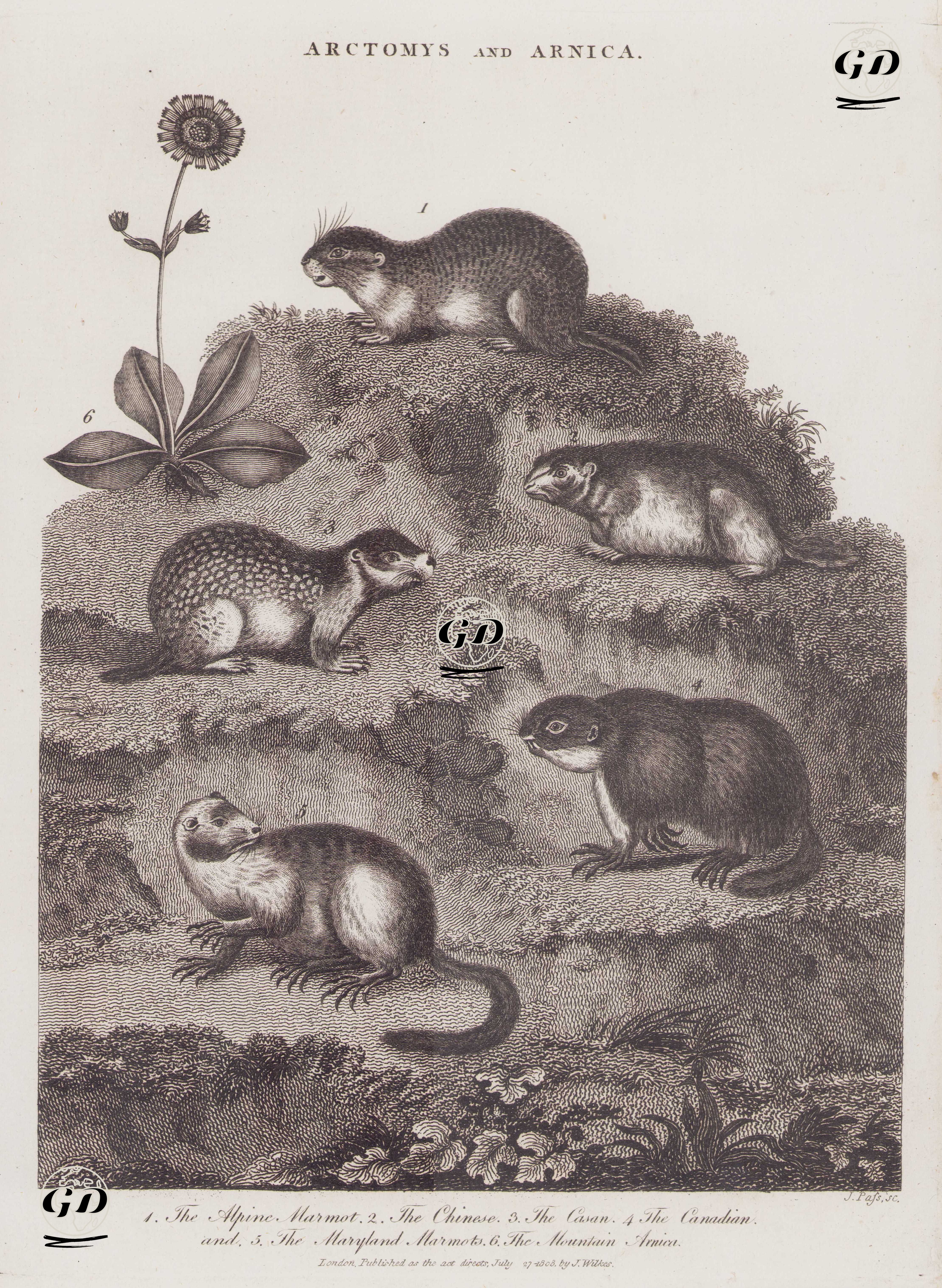 Arctomy ve Arnika 1. Alp Marmotu 2. Çin Marmotu 3. Casan 4. Kanada Marmotu 5. Maryland Marmotu 6. Dağ Arnikası (Öküzgözü Otu) -  - 1808