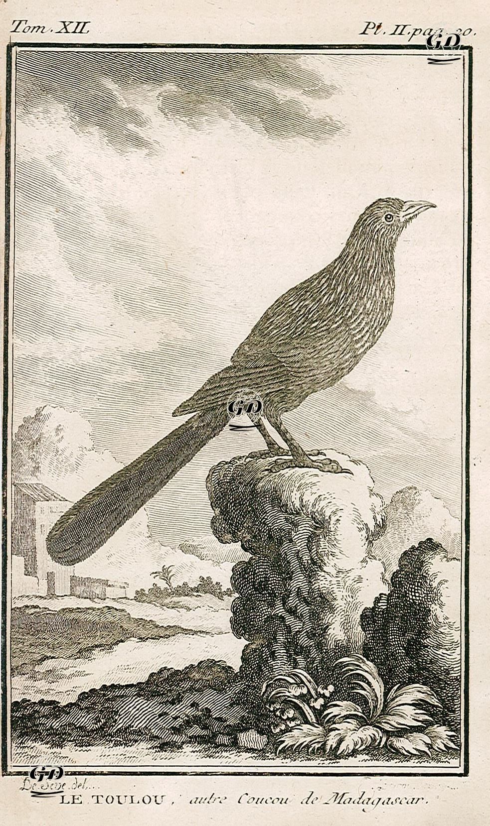 Magadaskar Kukalı (Centropus Toulou) (VII.Cilt, II.Plate, Sayfa 20) - Jacques Eustache de Seve (active 1742-1788)-Georges Buffon (1707-1788) - 1780
