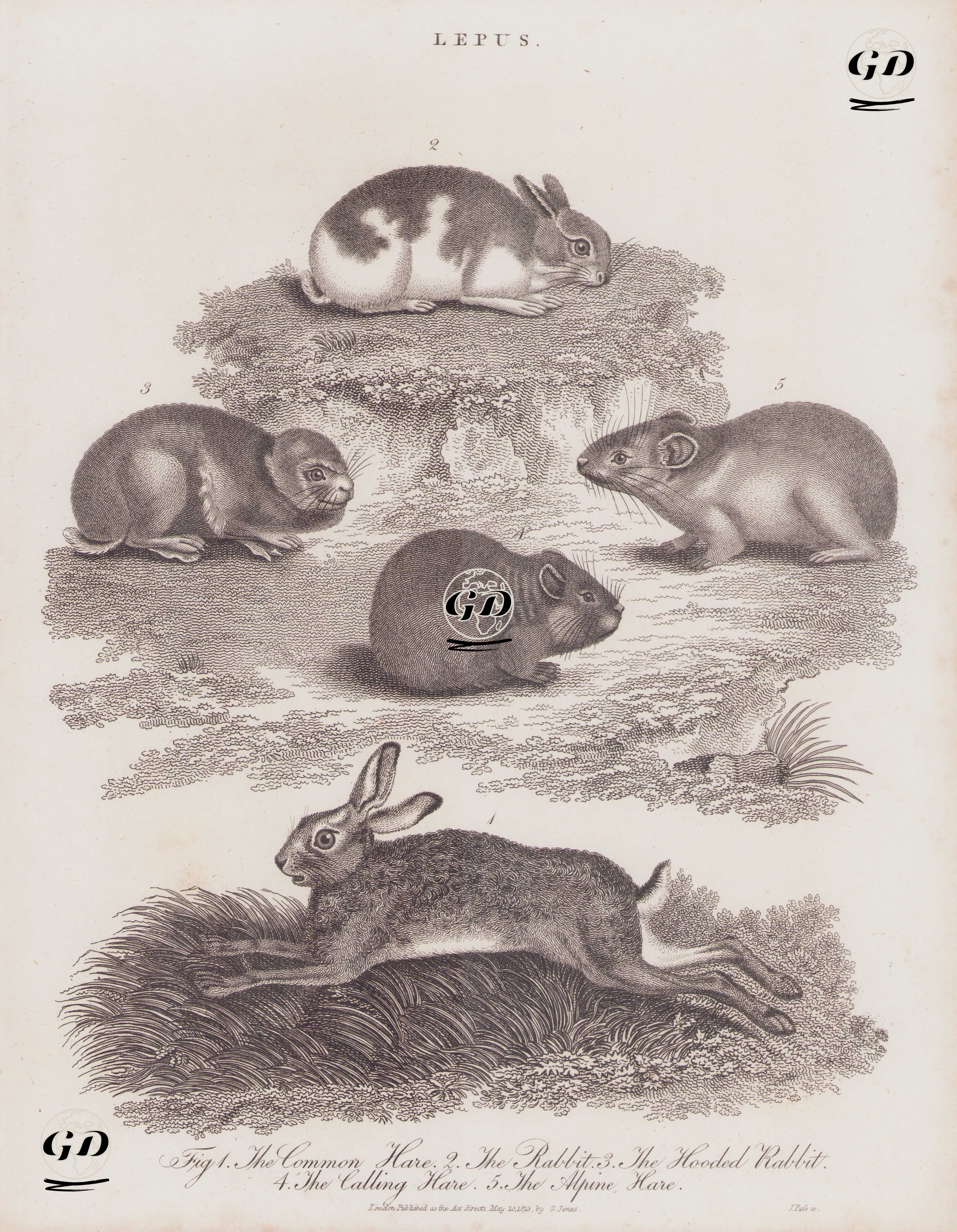 Lepus- 1. Yabani Tavşan 2. Tavşan 3. Başlıklı Tavşan 4. Islıklı Tavşan (Pika) 5. Alp Tavşanı -  - 1813