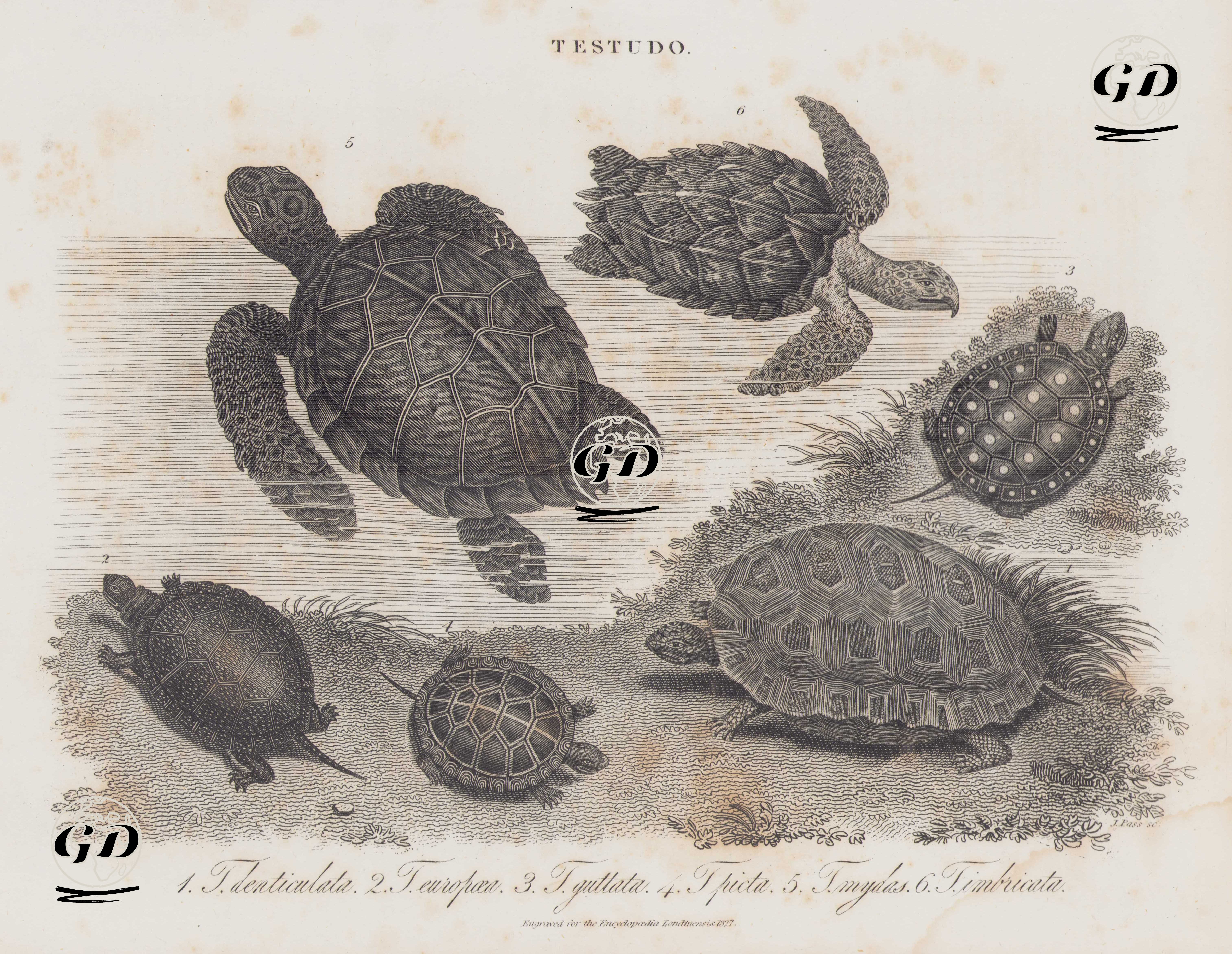 Testudo (Kaplumbağa)- 1. Sarı Ayaklı Kaplumbağa (Chelonoidis Denticulatus, Testudo Denticulata) 2.Benekli kaplumbağa (Emys Oorbicularis, Testudo Europoea) 3.Benekli Bataklık Kaplumbağası (Clemmys Guttata, Testudo Guttata) 4.Boyalı Kaplumbağa (Chrysemys Picta, Testudo Picta) 5.Yeşil Deniz Kaplumbağası (Chelonia Mydas, Testudo Mydas) 6.Şahin Gagalı Deniz Kaplumbağası (Atmaca Gagalı Deniz Kaplumbağası, Eretmochelys imbricata, Testudo Imbricata) -  - 1827