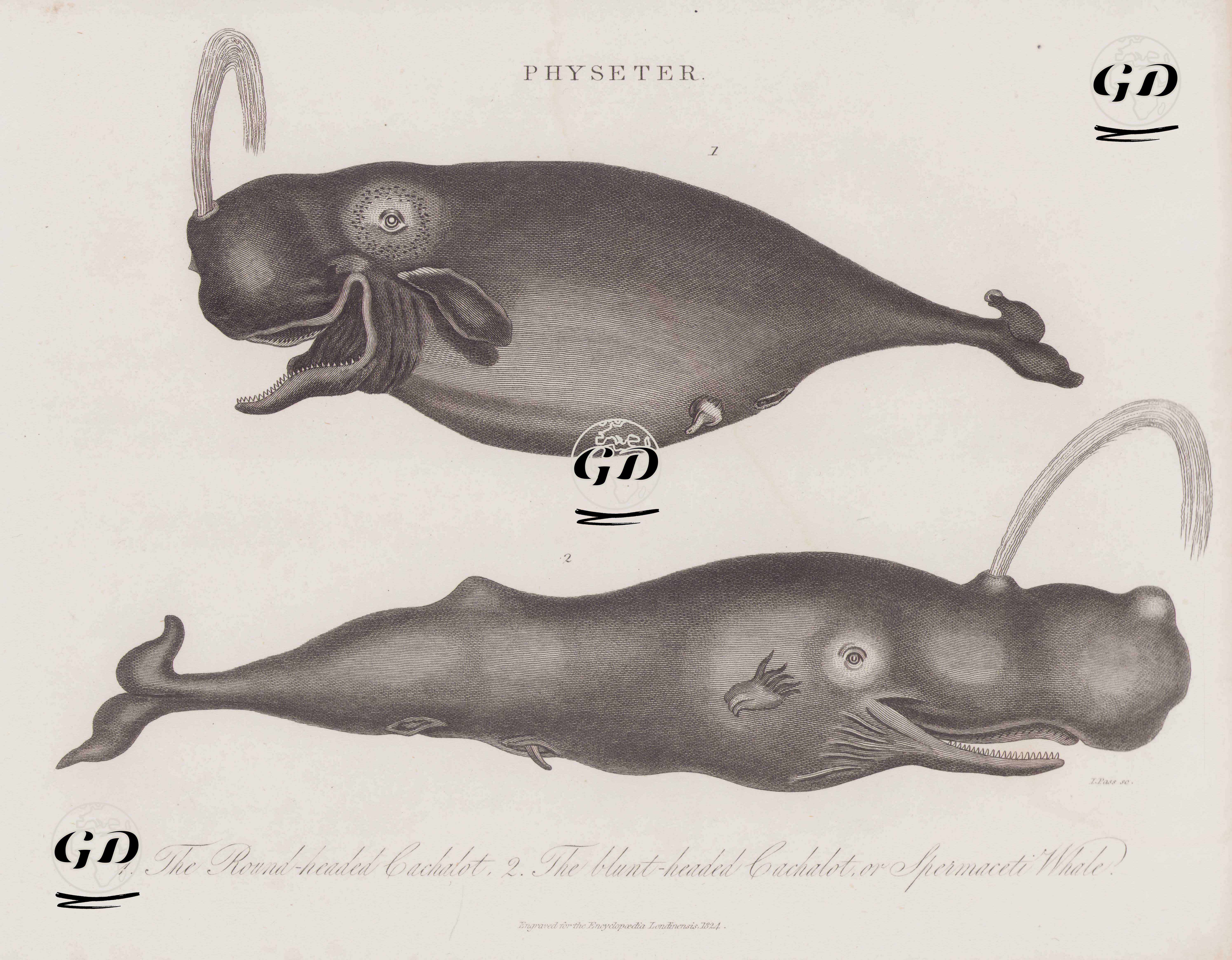 Physeter- 1.Yuvarlak Kafalı İspermeçet Balinası(Kaşalot)  2.Küt Kafalıİspermeçet Balinası(Kaşalot) -  - 1824