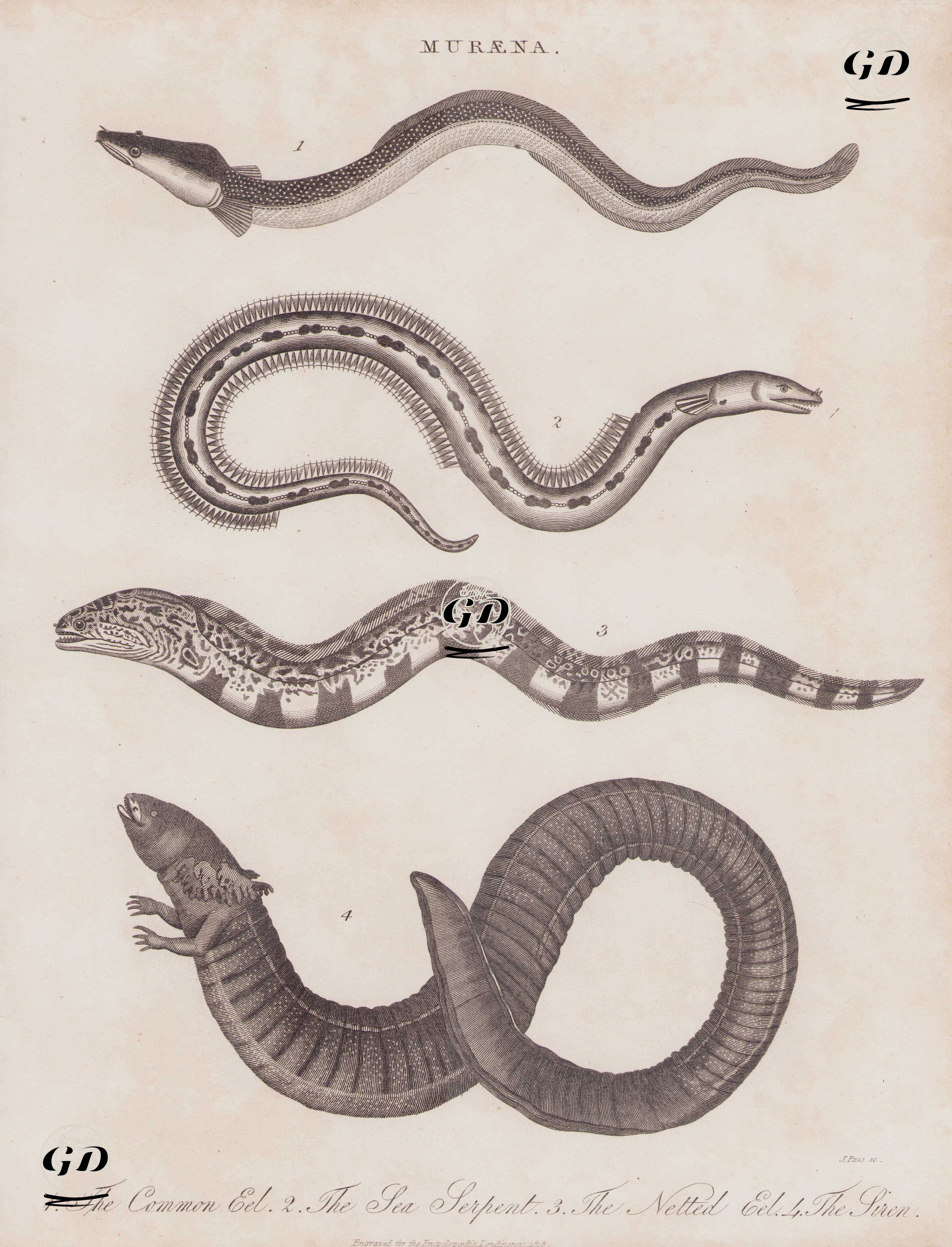 Muraena helena veya Müren balığı 1.Yılan Balığı 2.Kürek Balığı 3.Netted (Ağlı veya Desenli?) Yılan Balığı 4.Siren -  - 1818