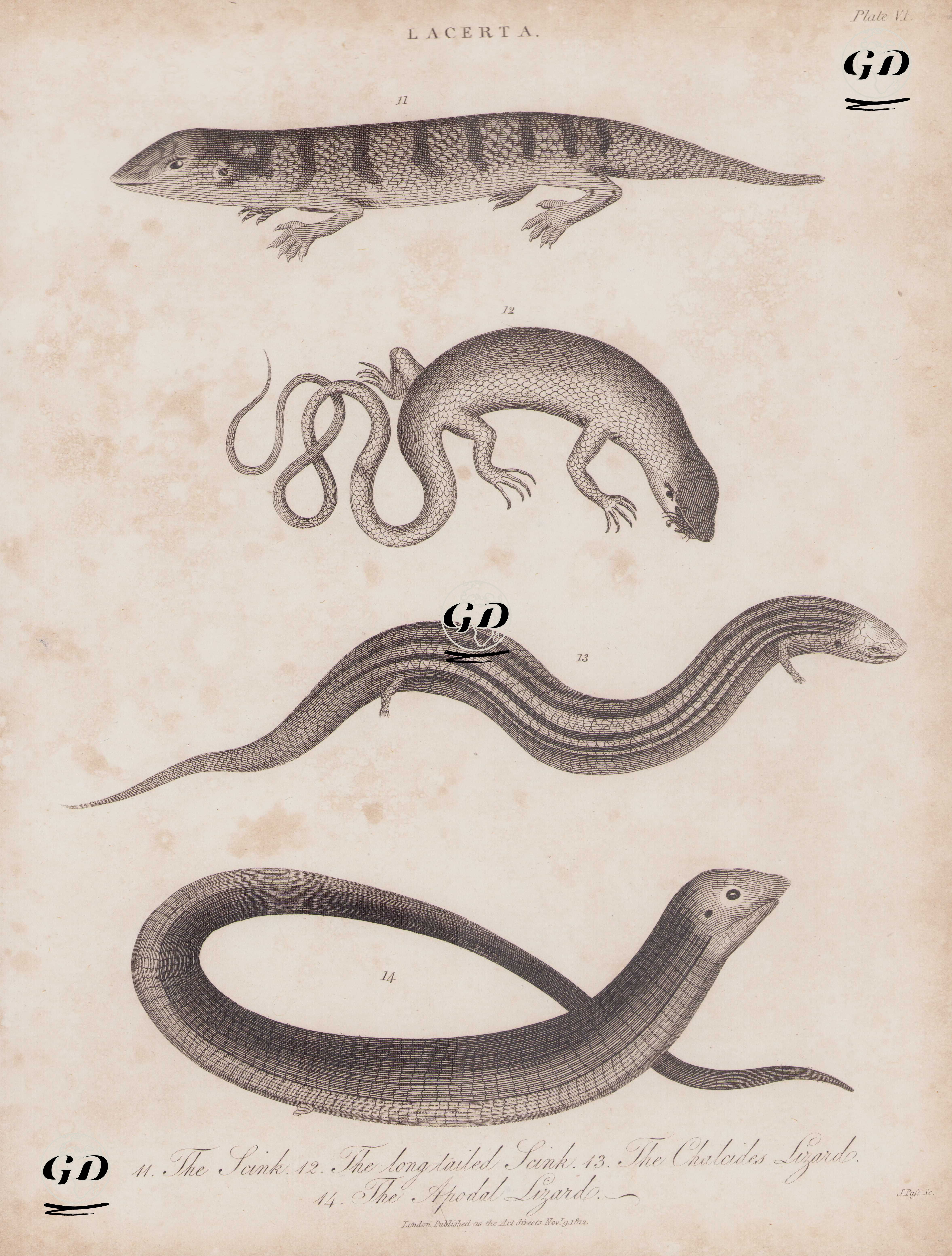 Lacerta- 11. Skink 12. Uzun kuyruklu Skink 13.Chalcides Kertenkele (Üç Parmaklı Skink) 14. Oluklu Kertenkele -  - 1812