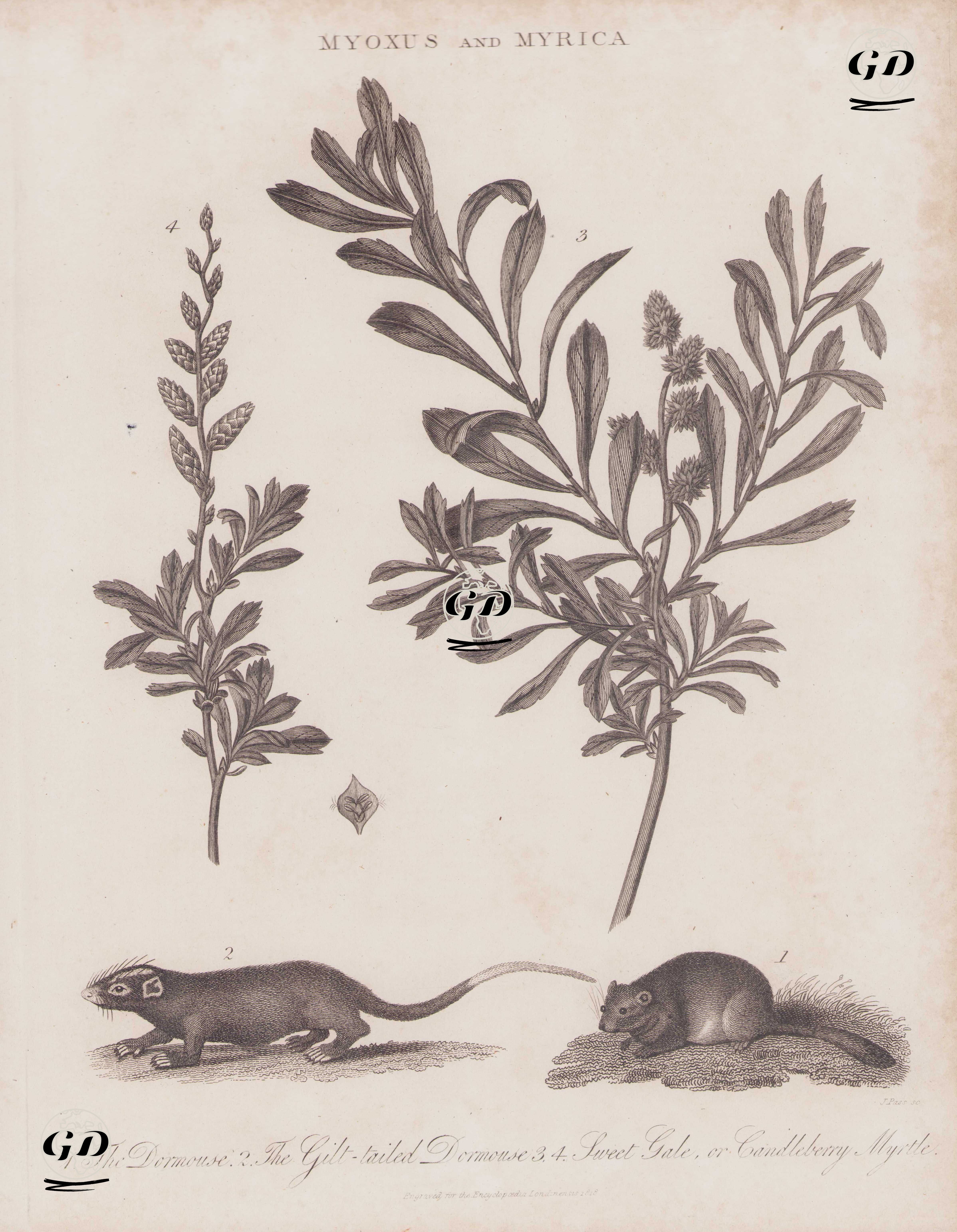 Myoxus and Myrica- 1.The Dormouse 2.The Gilt-tailed Dormouse 3. and 4.Sweet Gale or Candleberry Myrtle -  - 1818
