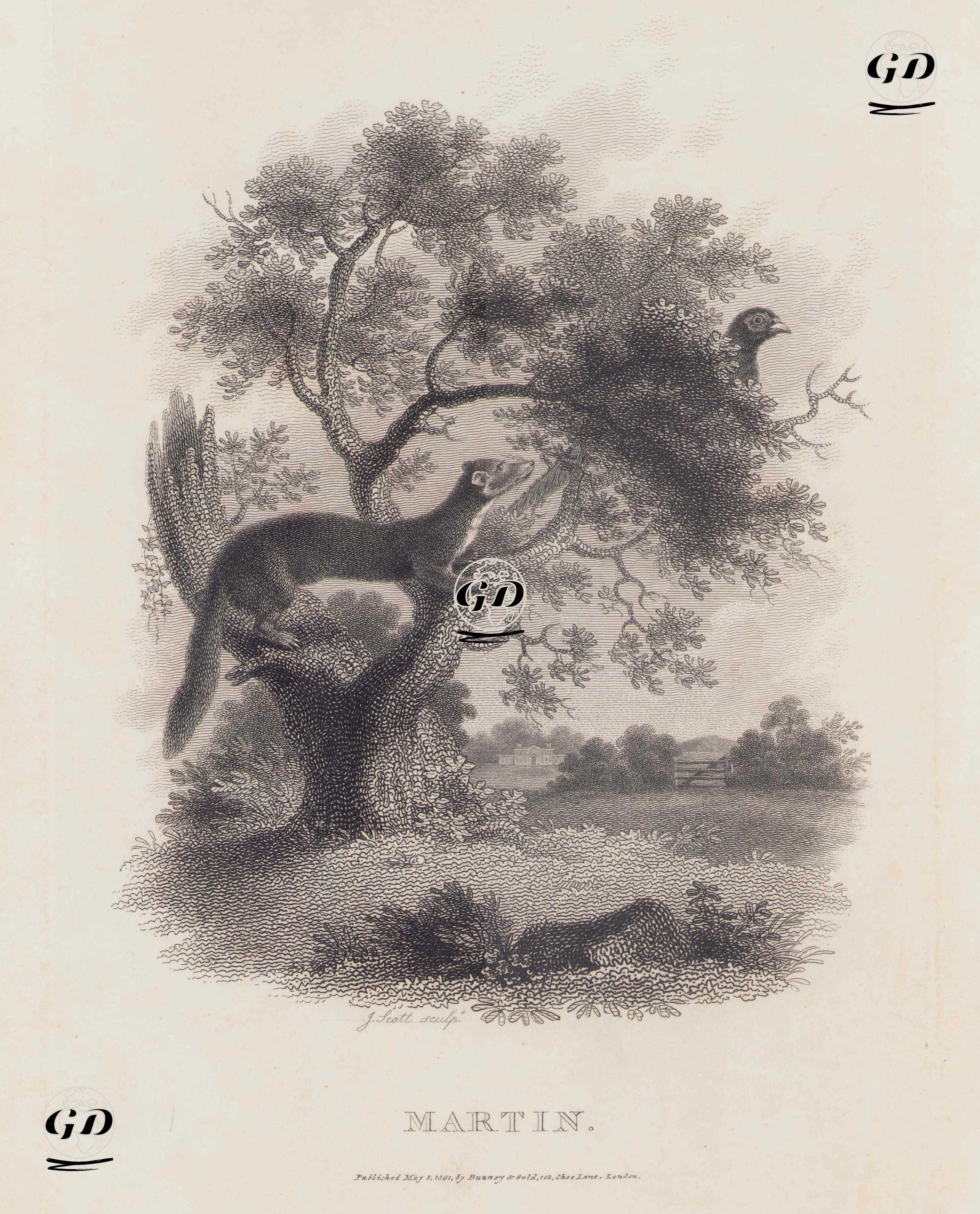 Sansarın Kuş Avı -  - 1801
