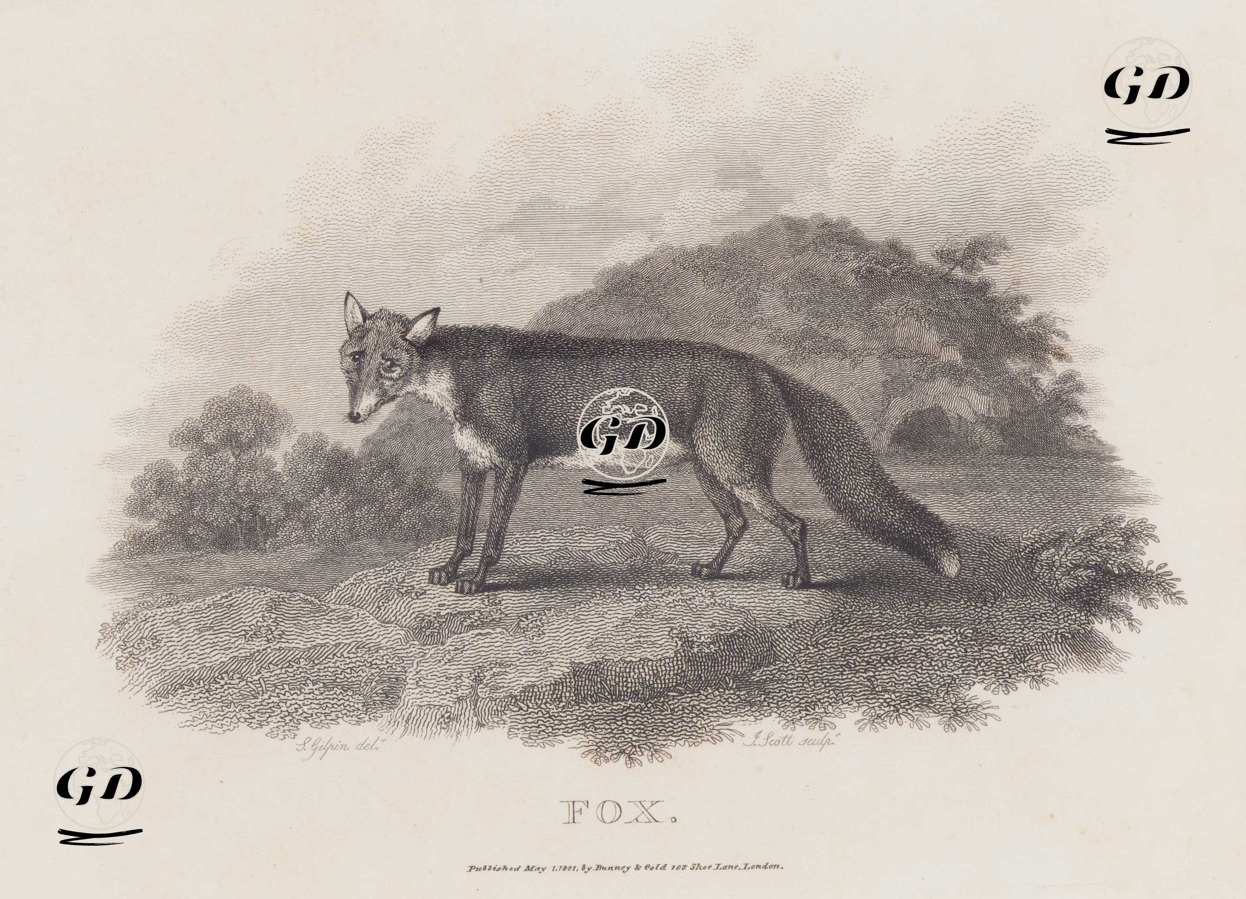 Tilki - Sawrey Gilpin (1733-1807) - 1801