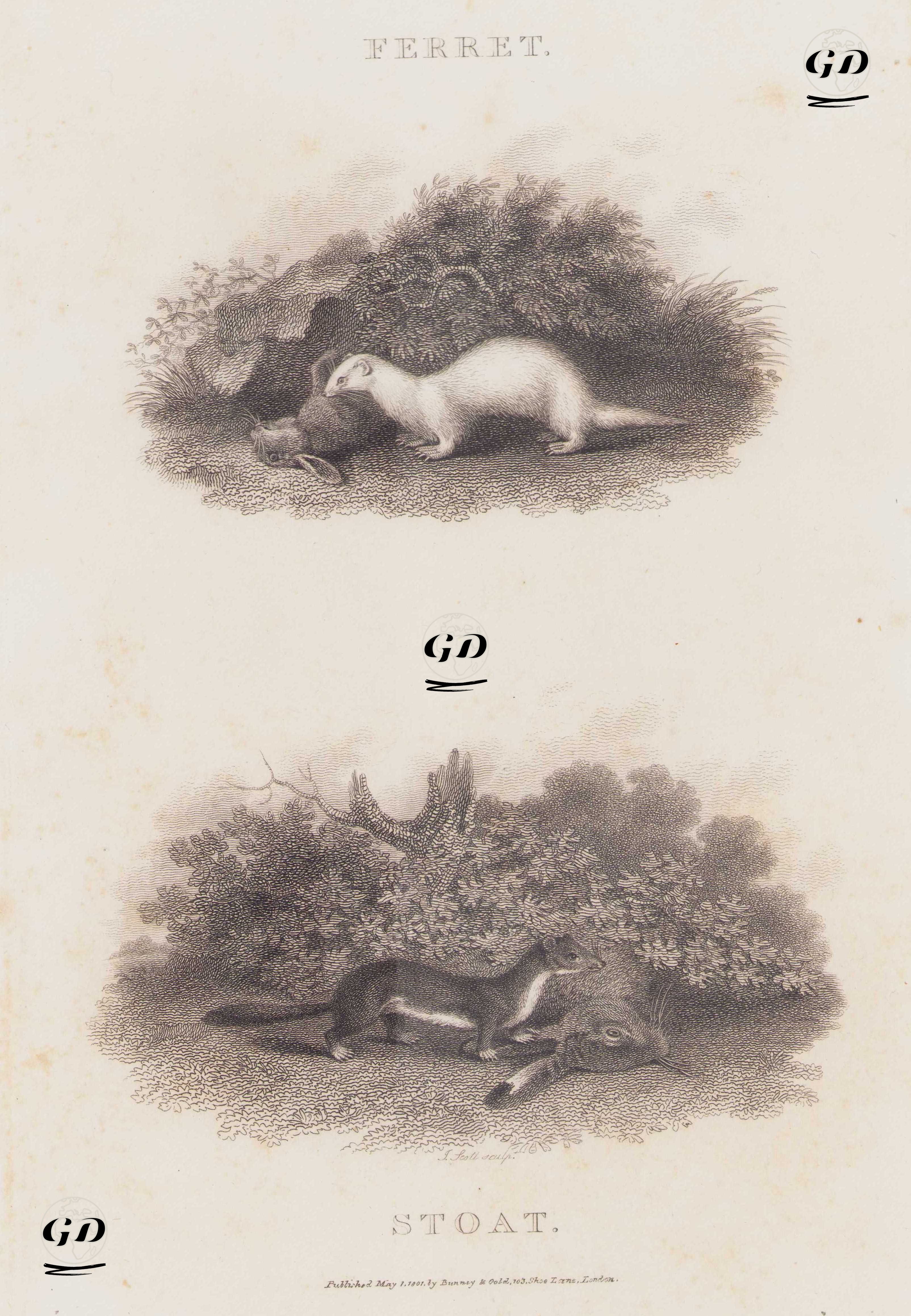 Ferret-Stoat -  - 1801