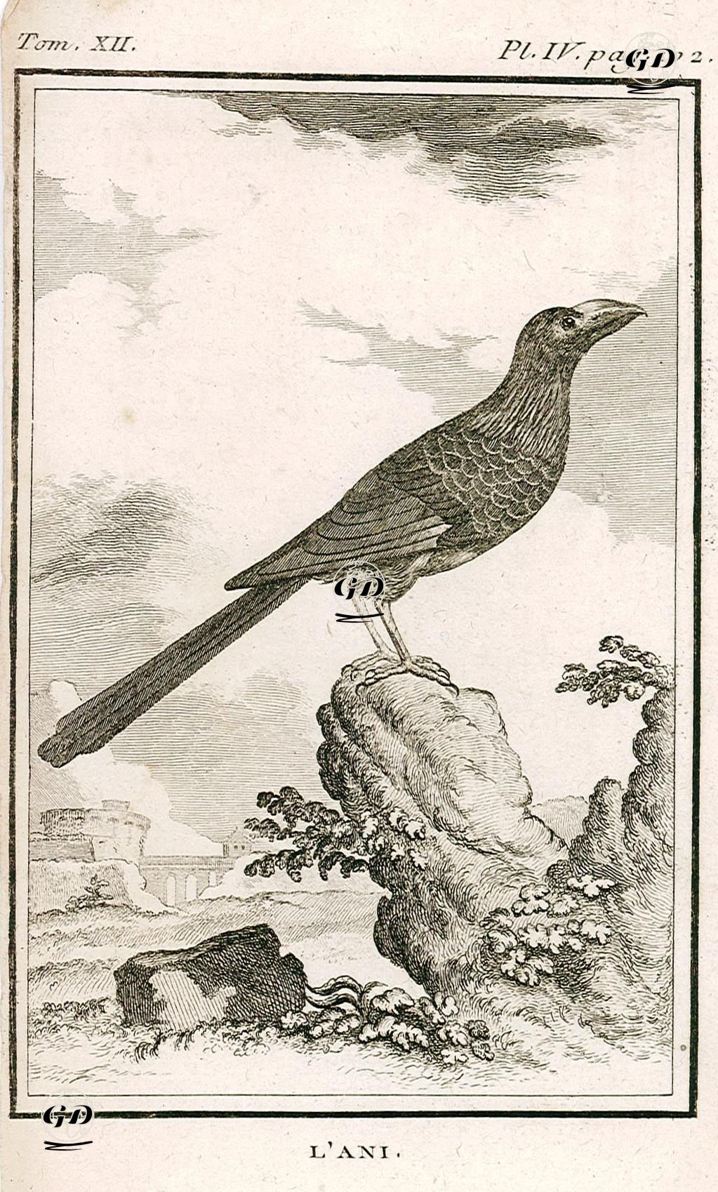 Guguk Kuşu - Georges Buffon (1707-1788) - 1780