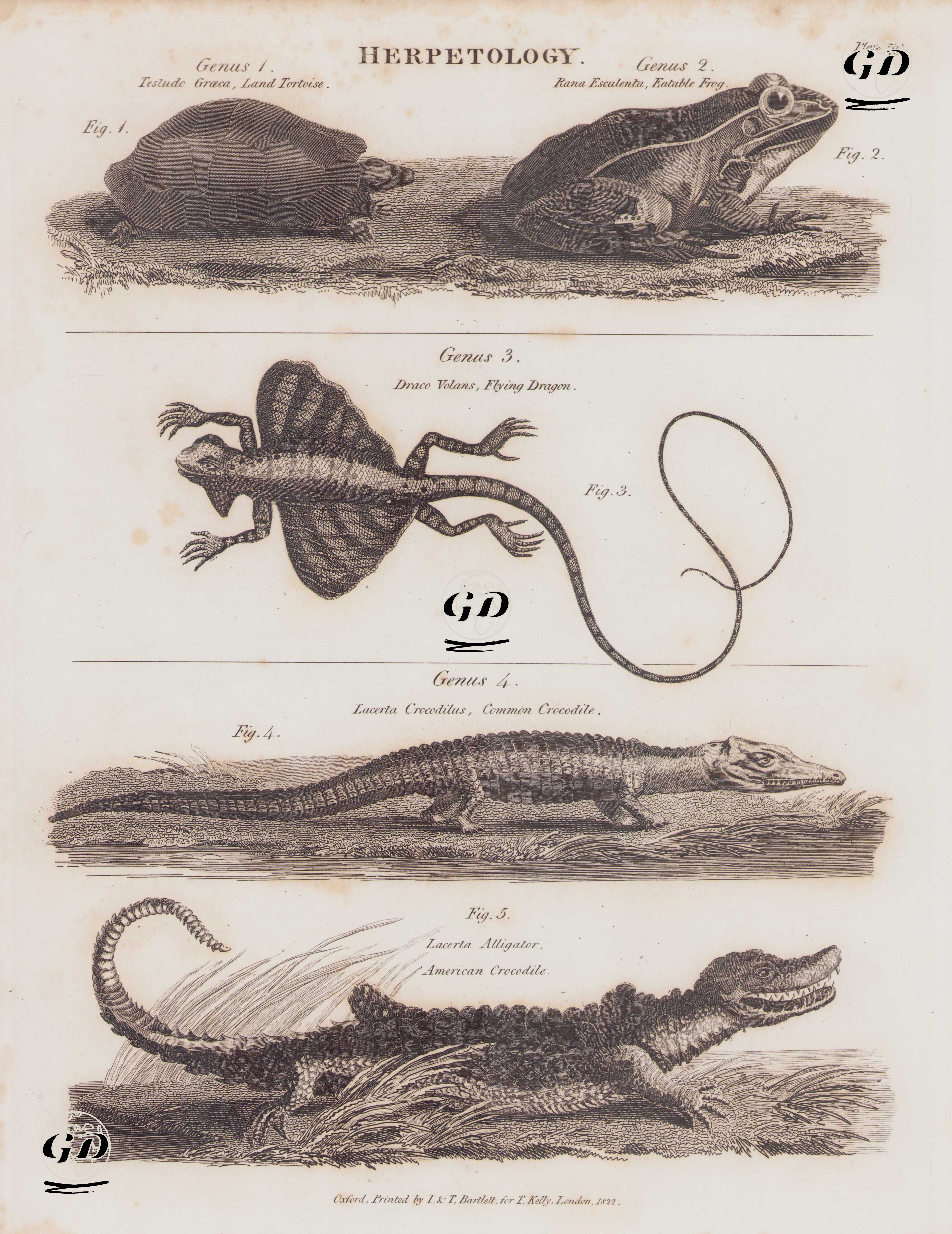 Herpetology (Plate 79)- Genus 1. Testudo Graeca, Land Tortoise (Fig.1)- Genus  2. Rana Esculenta, Eatable Frog- Genus (Fig.2) 3. Draco Volans, Flying Dragon (Fig.3)- Genus 4. Lacerta Crocodilus, Common Crocodile (Caiman Crocodilus ) (Fig.4), 5. Lacerta Alligator, American Crocodile (Fig.5) -  - 1822