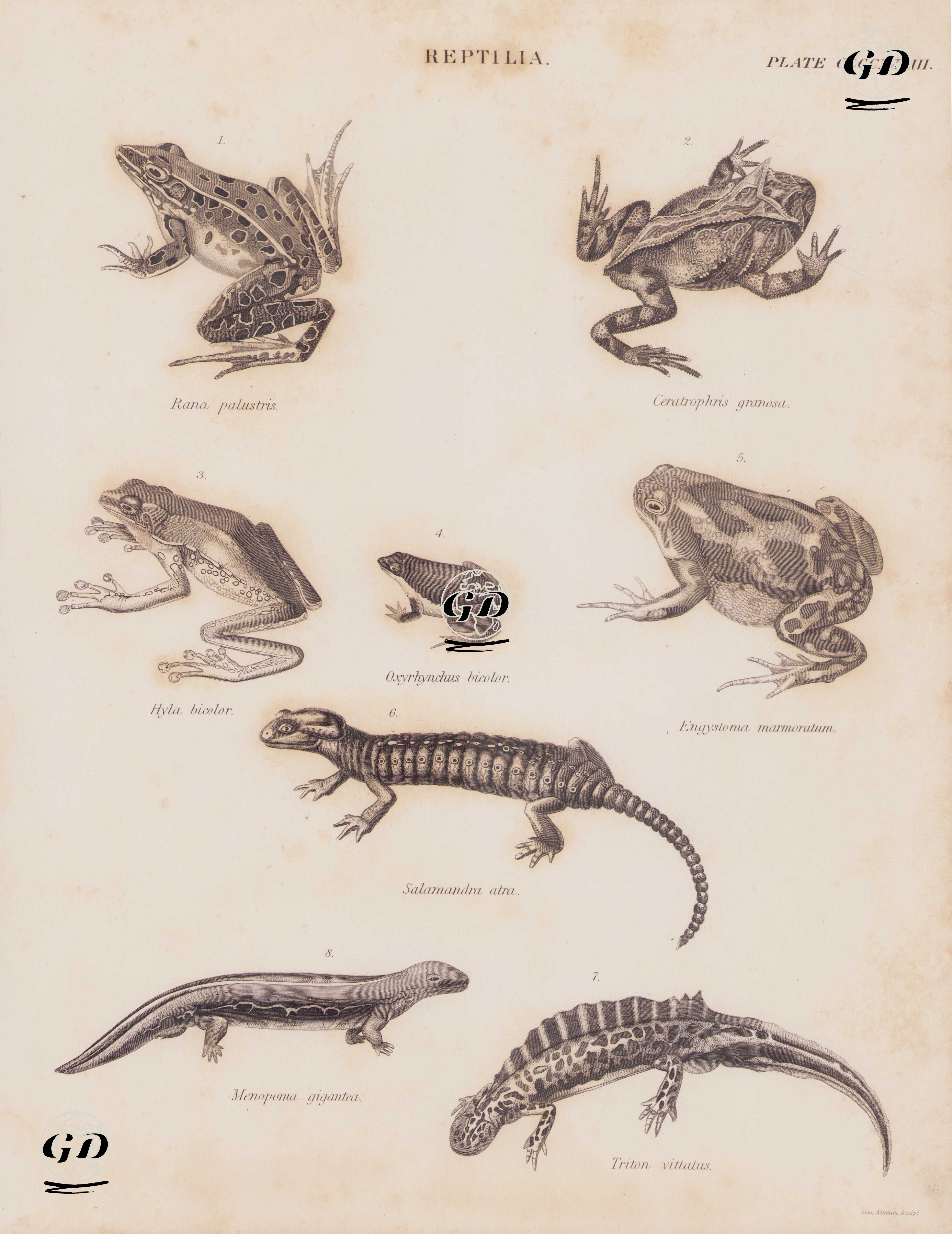 Reptilia (Sürüngenler) (Plate CCCCXXXIII)- 1.Benekli Kurbağa (Çayır Kurbağası, Lithobates Palustris, Rana Palustris) 2. Ceratrophris Granosa 3. Yeşil Ağaç Kurbağası (Hyla Bicolor) 4. İki Renkli Oval Kurbağa (Elachistocleis Bicolor, Oxyrhynchus Bicolor) 5. Mermer Balon Kurbağası (Uperodon Systoma, Engystoma Marmoratum) 6. Alp Semenderi (Salamandra Atra) 7. Şeritli Semender (Ommatotriton Vittatus, Triton Vittatus) 8. Kuzey Amerika Semenderi (Cryptobranchus Alleganiensis, Menopoma Gigantea) - Andrew Bell (1726–1809) - 1860