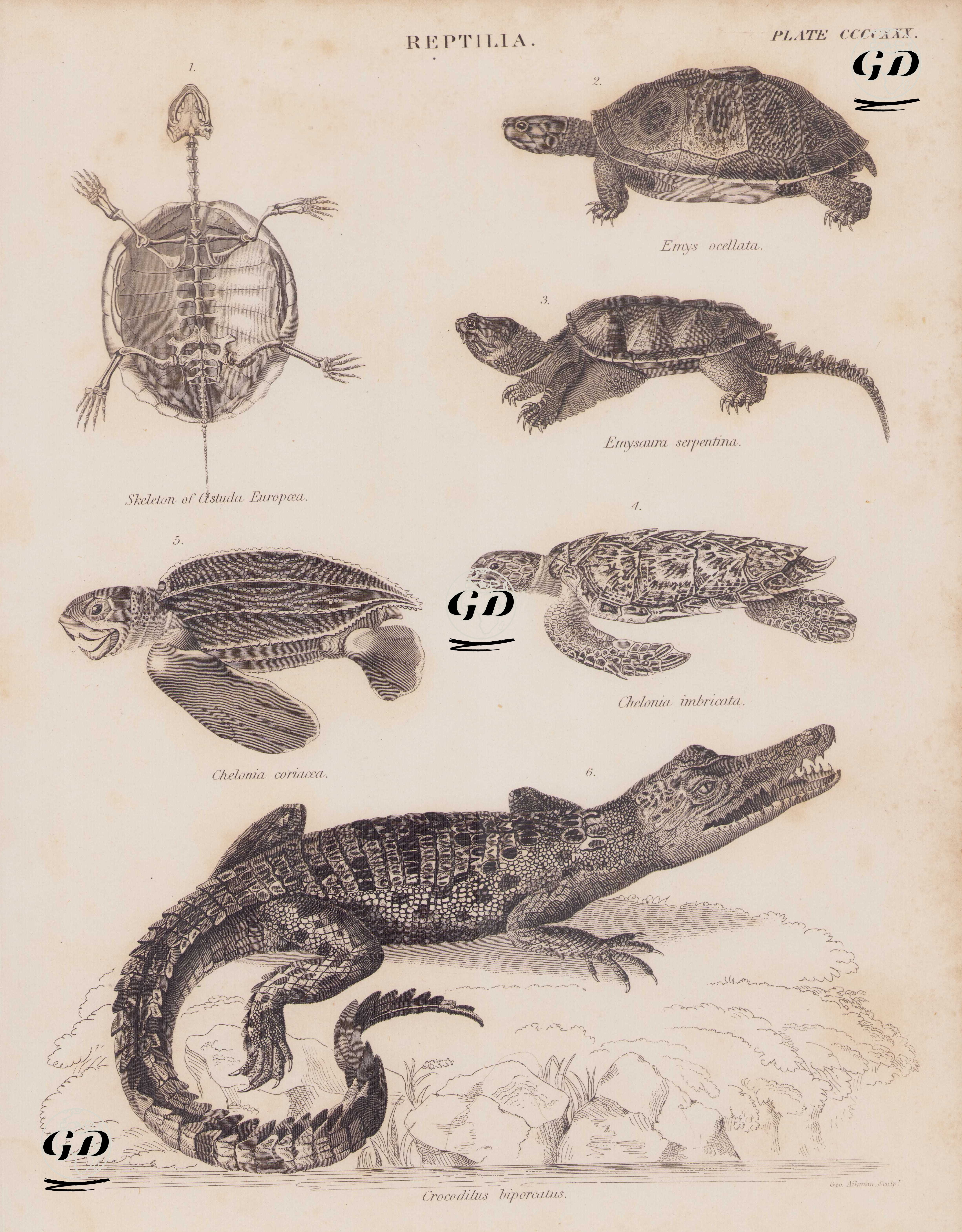 Reptilia (Sürüngenler) (Levha CCCCXXXIII) 1. Benekli Kaplumbağanın İskeleti (Emys orbicularis, Cistuda Europaea) 2. Burma (Bengal) Gözlü Kaplumbağa (Morenia Ocellata, Emys ocellata) 3. Yılansı Kapan Kaplumbağa (Chelydra Serpentina, Emysaura serpentina) 4. Şahin Gagalı Kaplumbağa (Atmaca Gagalı Deniz Kaplumbağası,Eretmochelys imbricata, Chelonia imbricata) 5. Deri Sırtlı Deniz Kaplumbağası (Dermochelys Coriacea, Chelonia Coriacea) 6. Tuzlu Su Timsahı (Crocodylus Porosus, Crocodilus Biporcatus) - Andrew Bell (1726–1809) - 1860