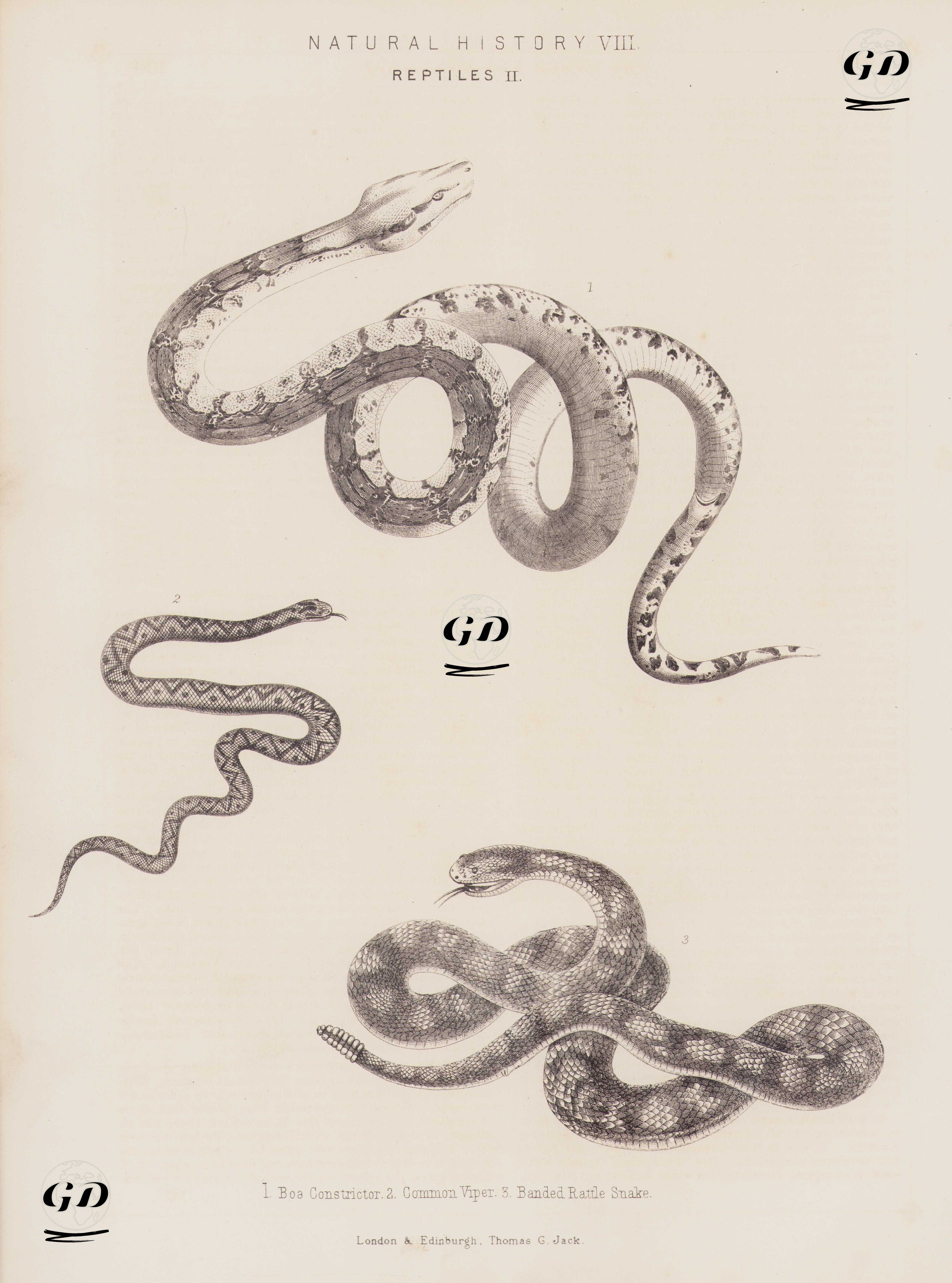 Doğa Tarihi VIII- Sürüngenler II- 1.Boa Yılanı 2.Engerek 3.Çıngıraklı Yılan -  - 1850's