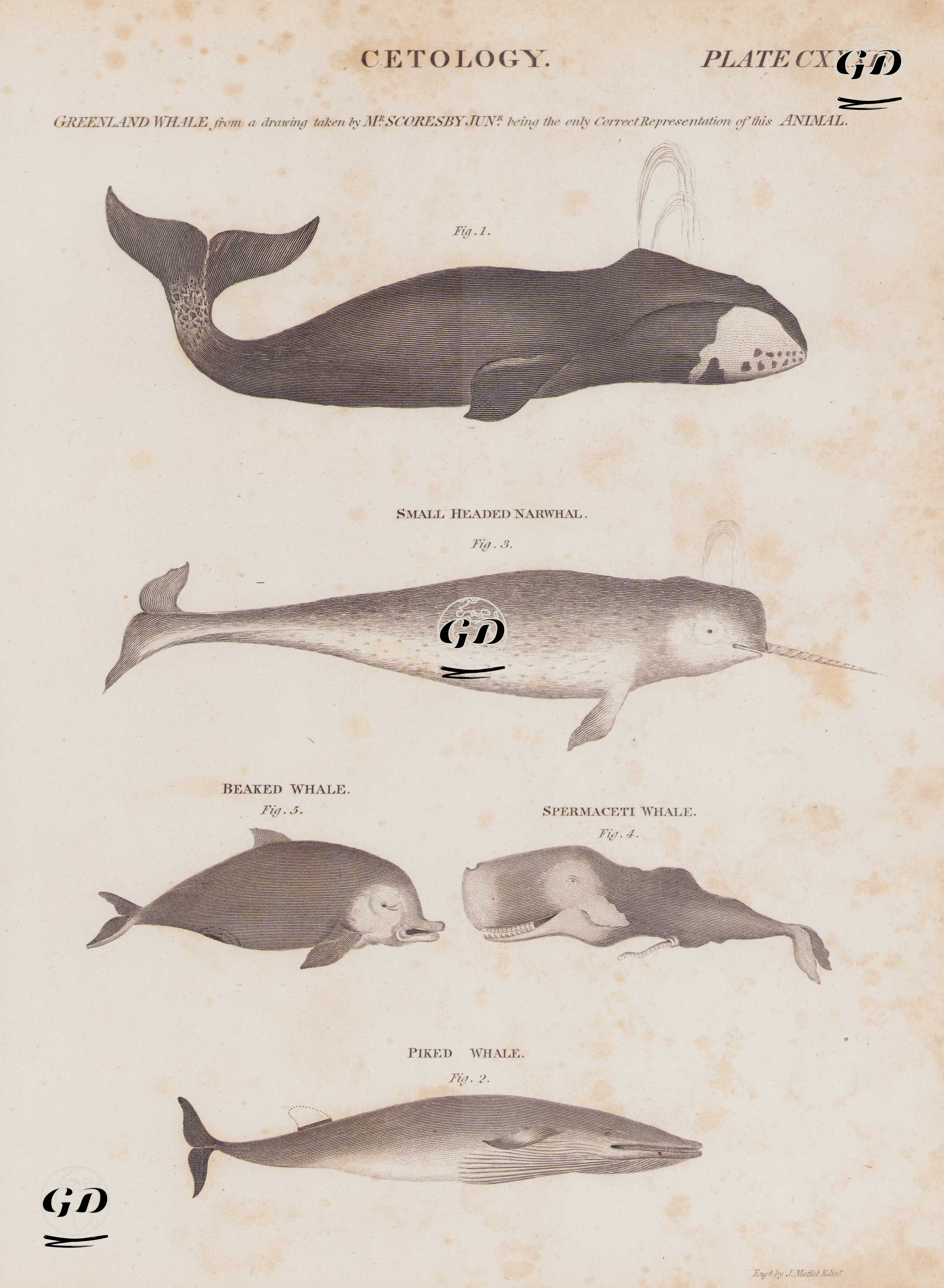 Cetology (Plate CXXXIV)- Greenland Whale (From a Drawing Taken by Mr.Scoresby Jun. Being the Only Correct Representation of this Animal)- Small Headed Narwhal- Beaked Whale- Spermaceti Whale- Piked Whale -  - 1800's