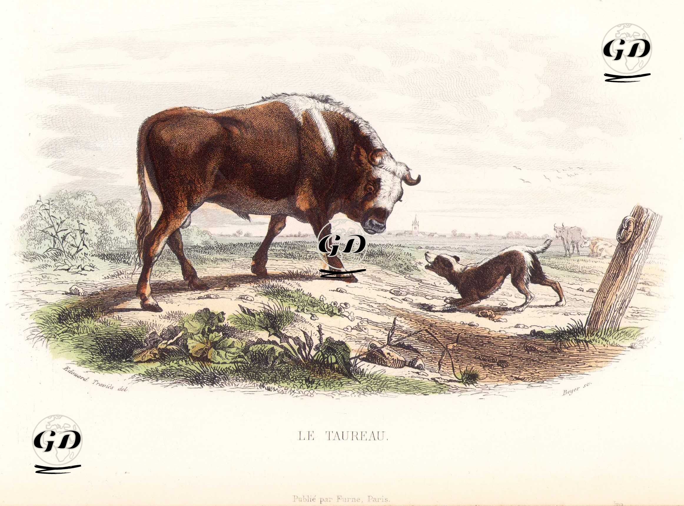 Boğa ve Köpek - Edouard Travies (1809-1865)-Georges Buffon (1707-1788) - 1845