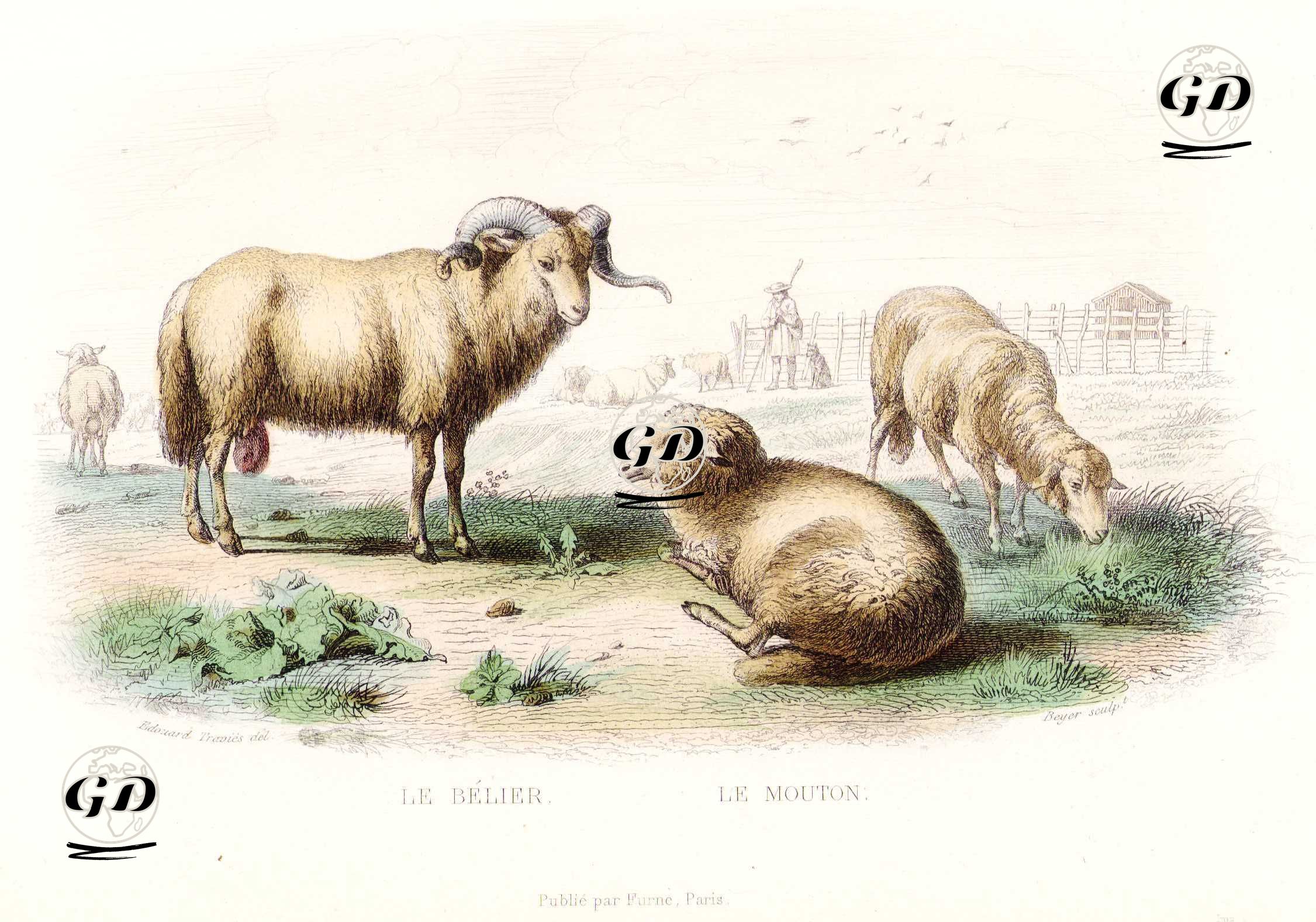 Le Belier-Le Mouton (Ram and Sheep) - Edouard Travies (1809-1865)-Georges Buffon (1707-1788) - 1845