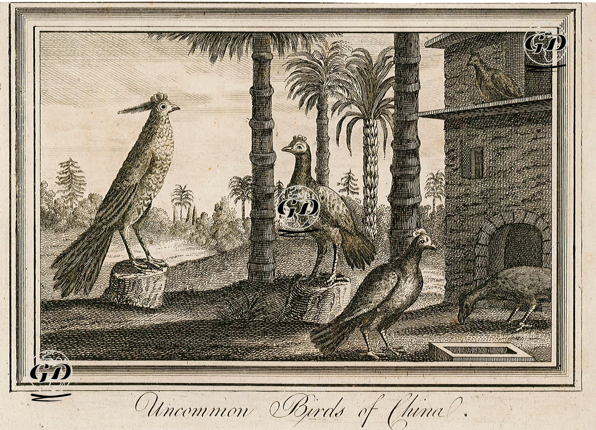 Çin'in Sıradışı Kuşları -  - 1790's