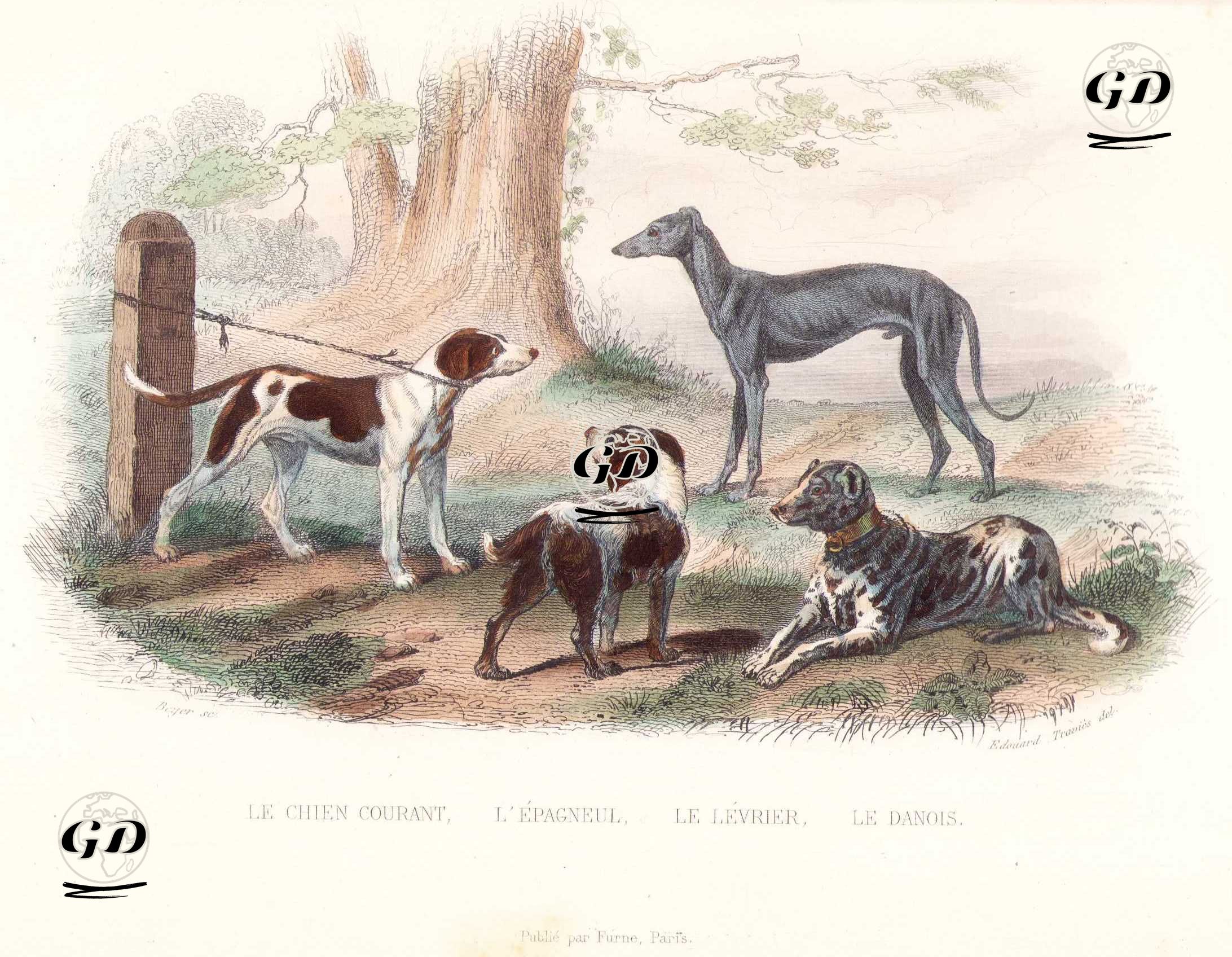 Tilki Tazısı (Av Tazısı), Spaniel, Greyhound Tazı, Danua - Edouard Travies (1809-1865)-Georges Buffon (1707-1788) - 1845