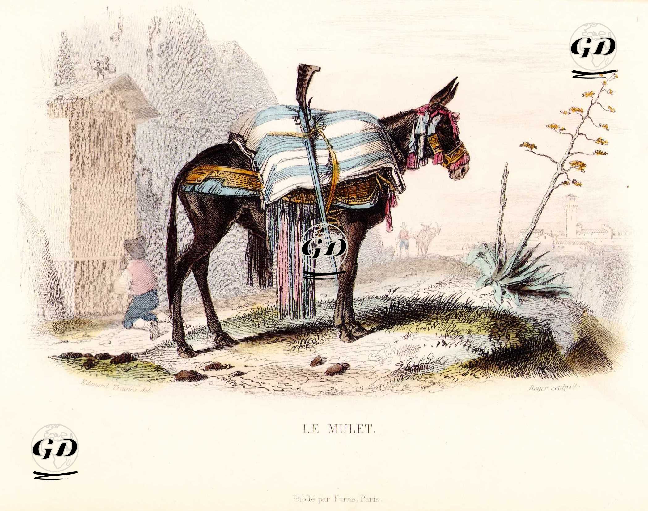 Katır - Edouard Travies (1809-1865)-Georges Buffon (1707-1788) - 1845