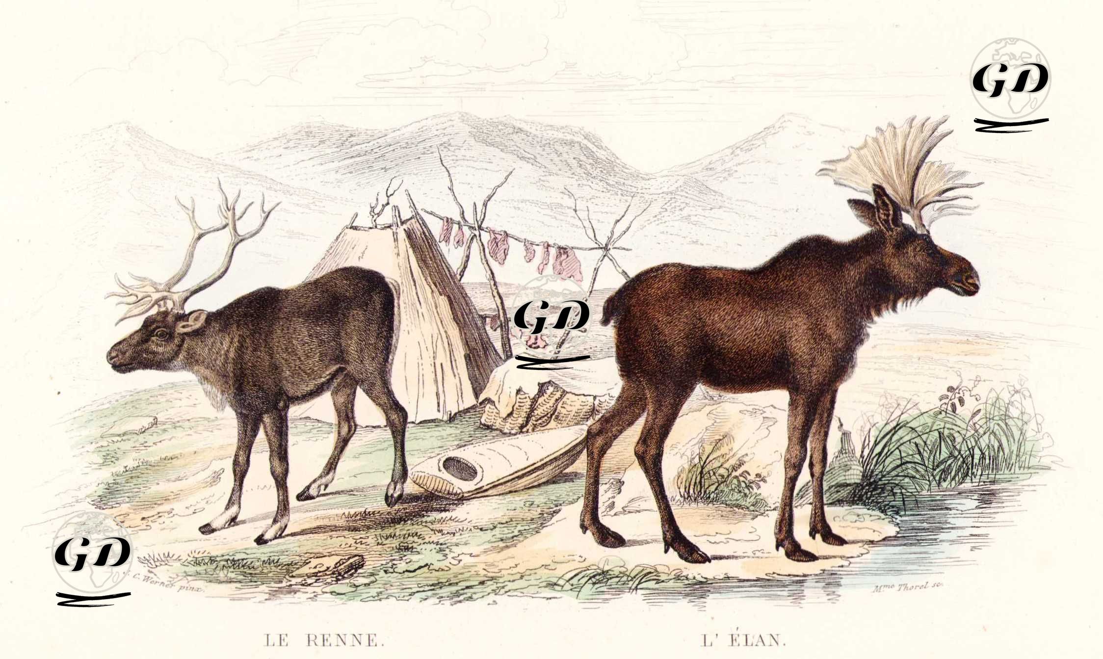 Le Renne, L'Elan (Reindeer, Moose) - Jean Christophe Werner (1798-1856)-Georges Buffon (1707-1788) - 1839