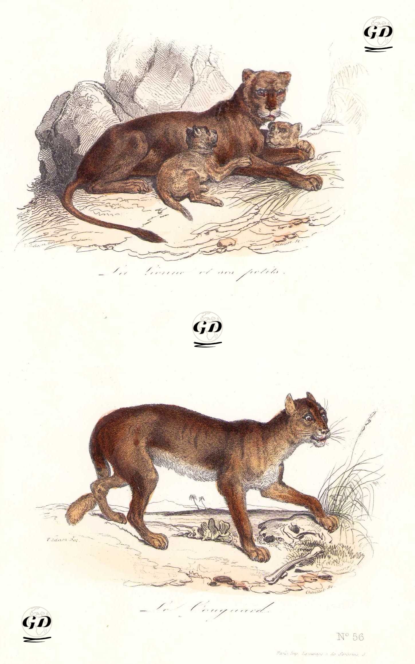 Dişi Aslan ve Yavruları-Puma - Victor Jean Adam (1801-1867)-Georges Buffon (1707-1788) - 1855