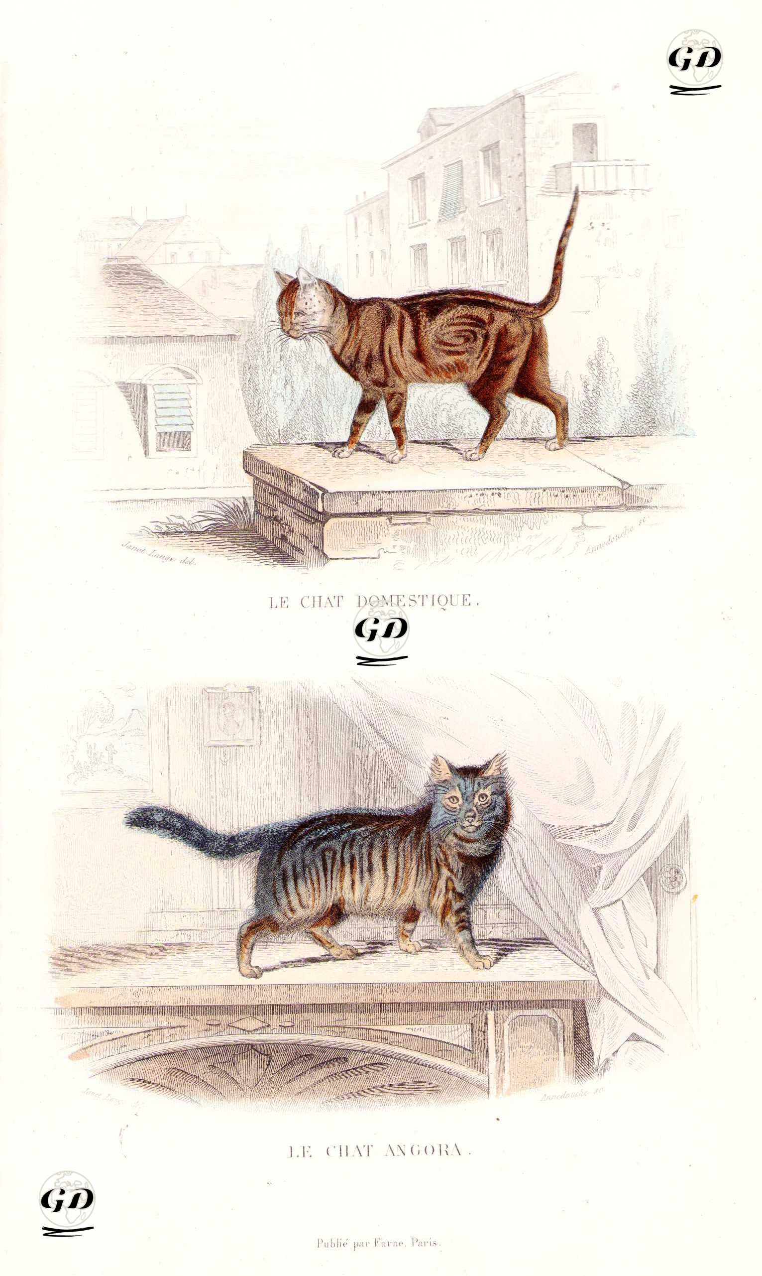 Ev Kedisi - Ankara Kedisi - Janet Lange (1815-1872)--Georges Buffon (1707-1788) - 1845