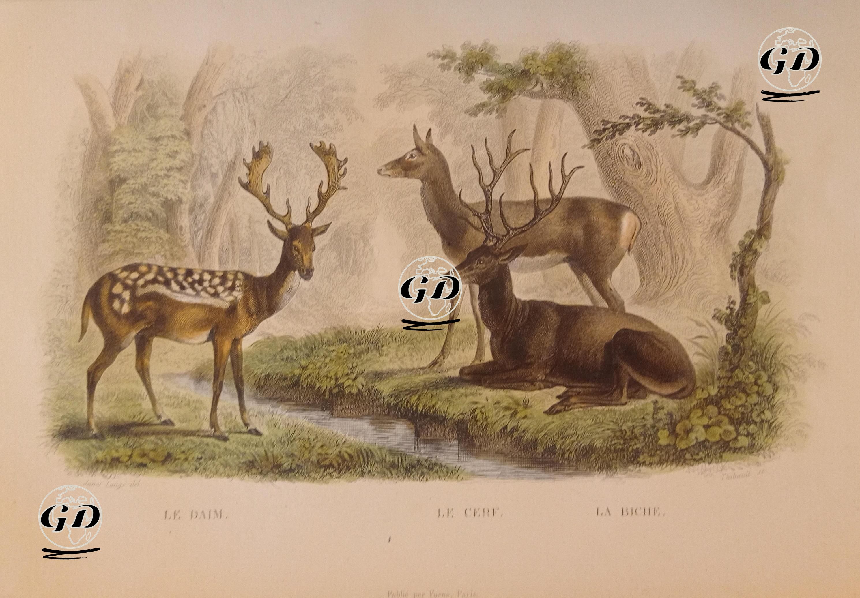 Karaca-Geyik-Dişi Geyik - Janet Lange (1815-1872)--Georges Buffon (1707-1788) - 1845