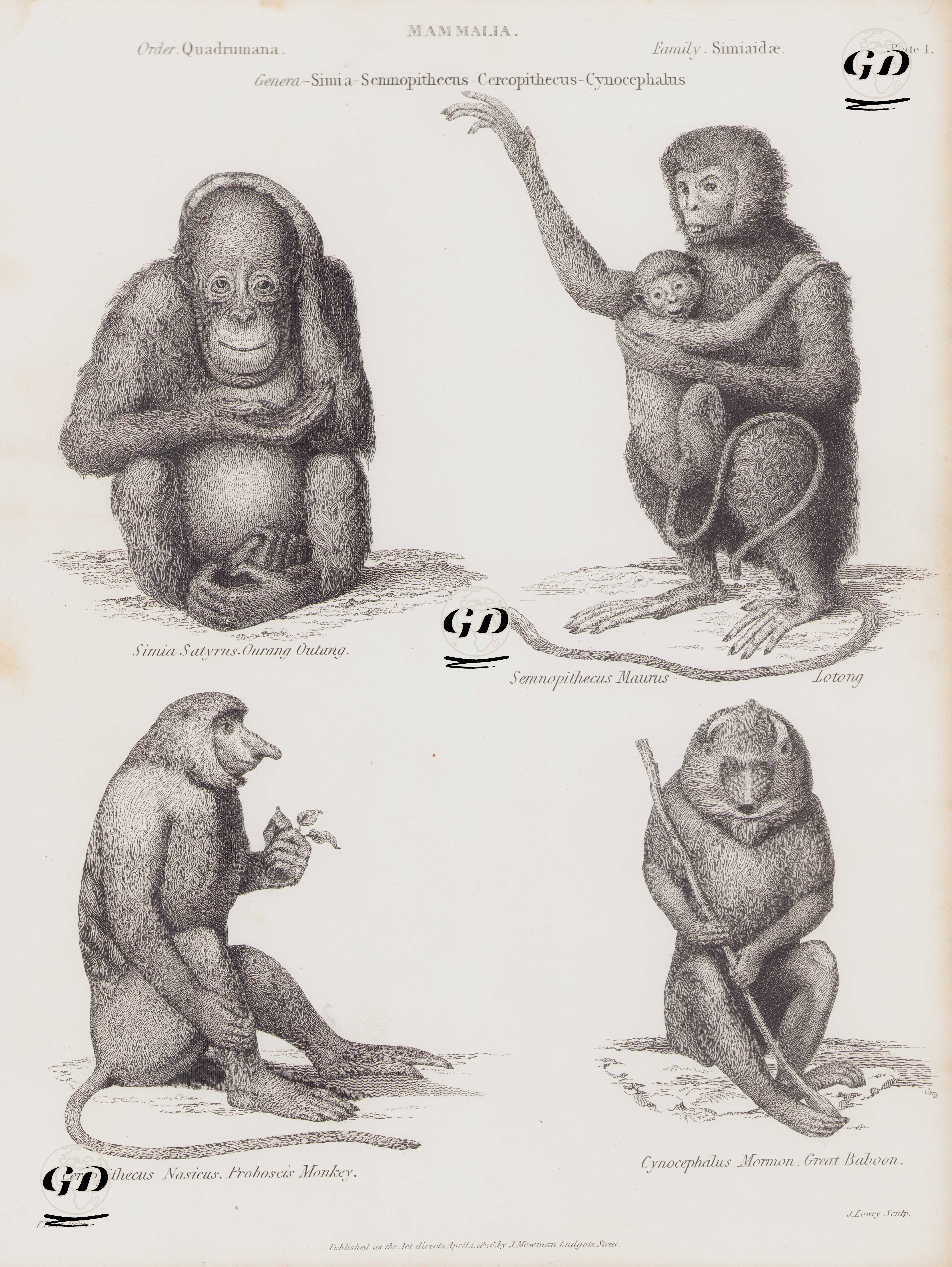 Memeliler (Plate I)- Orangutan (Simia Satyrus)- Hanuman Languru (Semnopithecus Maurus), Uzun Burunlu Maymun (Nasalis Larvatus, Cercopithecus Nasicus)- Büyük Baboon (Cynocephalus Mormon) - F.Finch - 1826