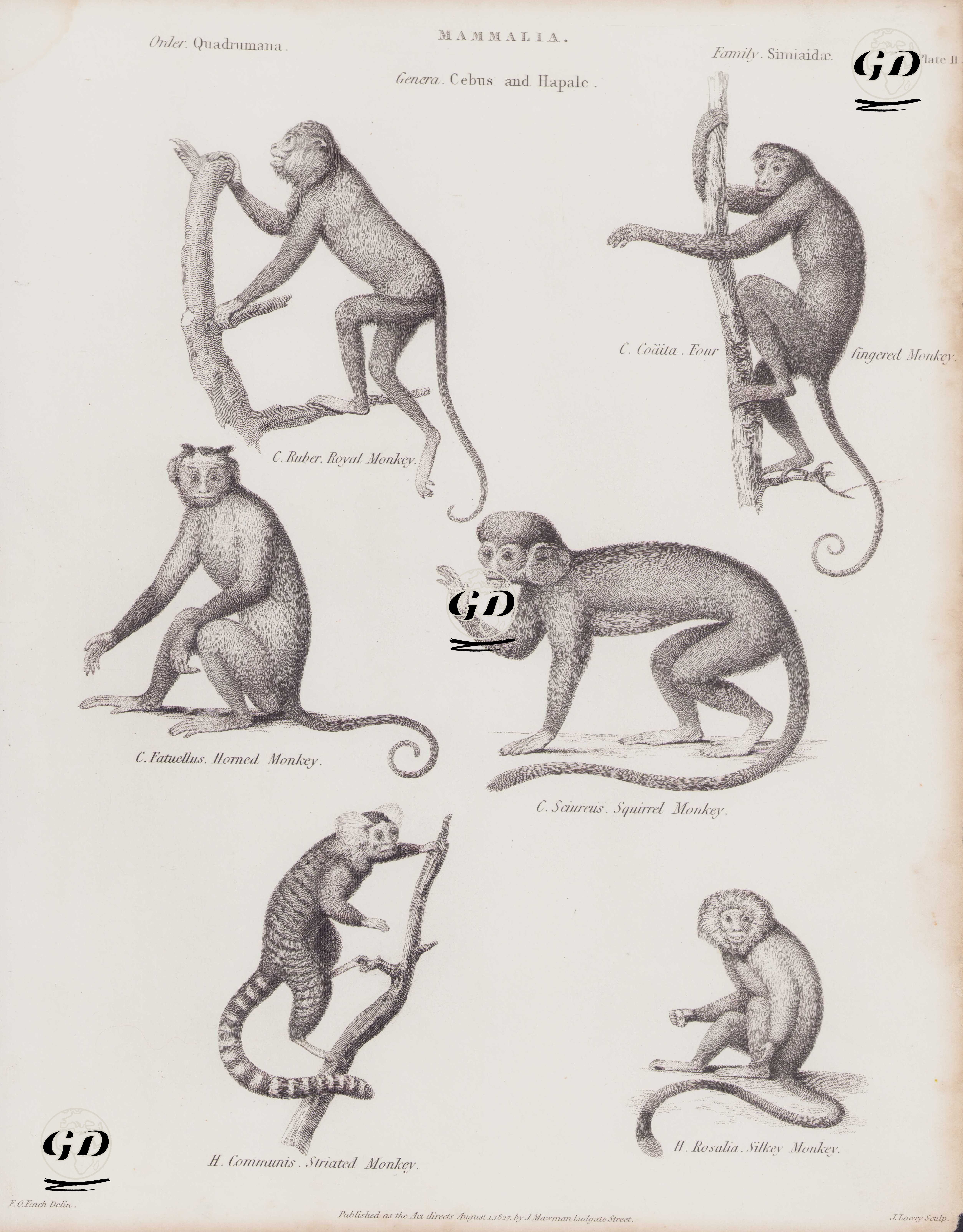 Memeliler, Cebus ve Hapale Cinsi, (Plate II)- Uluyan Maymun (Alouatta), Örümcek Maymun (Dört Parmaklı Maymun, Ateles), Takkeli Kapuçin (Boynuzlu Maymun, Sapajus apella), Sincap Maymunu (Saimiri Sciureus), Marmoset (Çizgili Maymun,Callithrix Jacchus), Altın Aslan Maymuncuğu (Leontopithecus Rosalia) - F.O.Finch - 1827