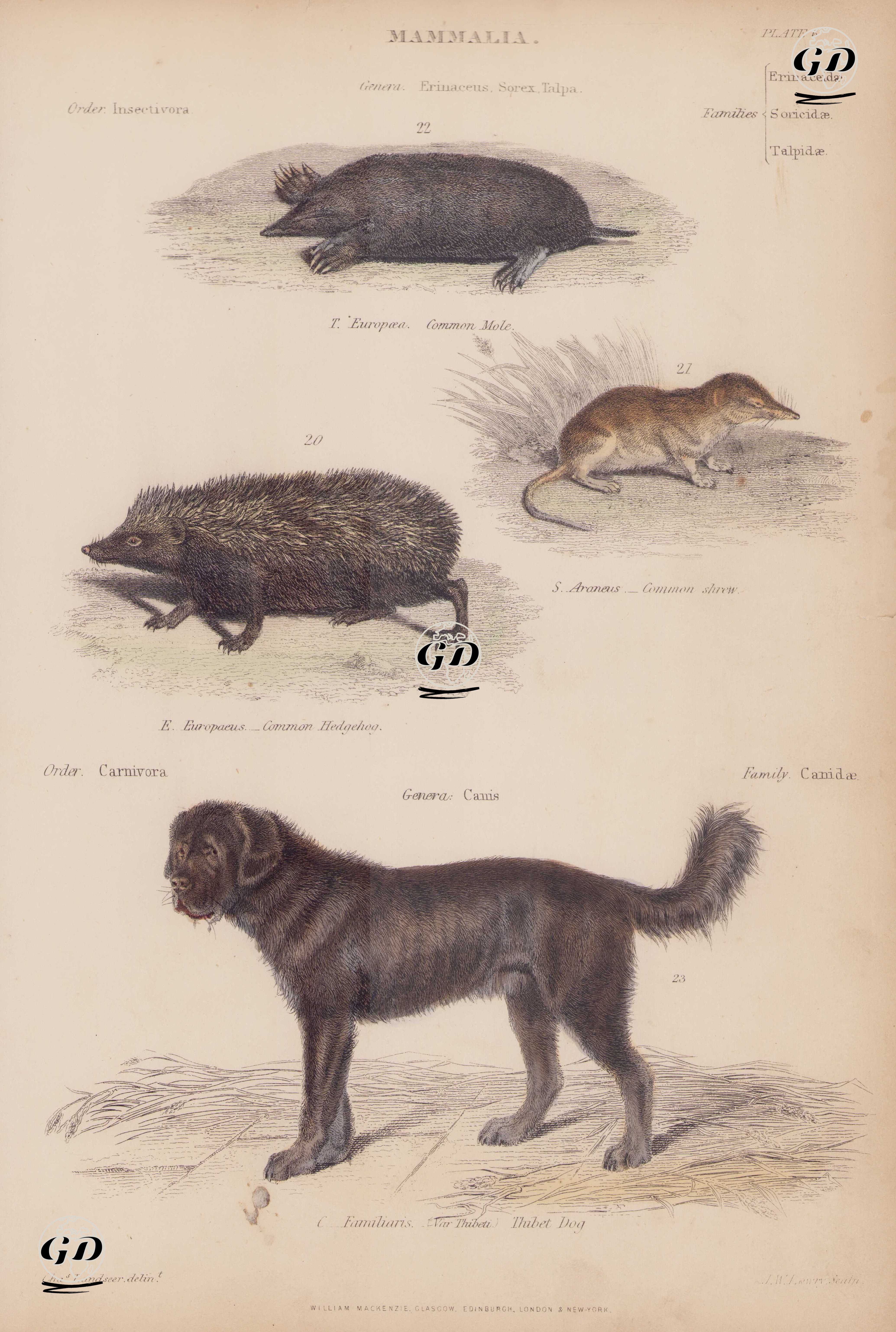 Memeliler, Erinaceus, Sorex, Talpa Cinsi, (Plate 6)- 20. Avrupa Kirpisi (Erinaceus Europaeus) 21. Sivri Fare (Sorex Araneus) 22. Avrupa Köstepeği (Europaea Talpa)- Canis Cinsi 23. Tibet Köpeği (Canis Familiaris) - Charles Landseer (1799-1879) - 1850's