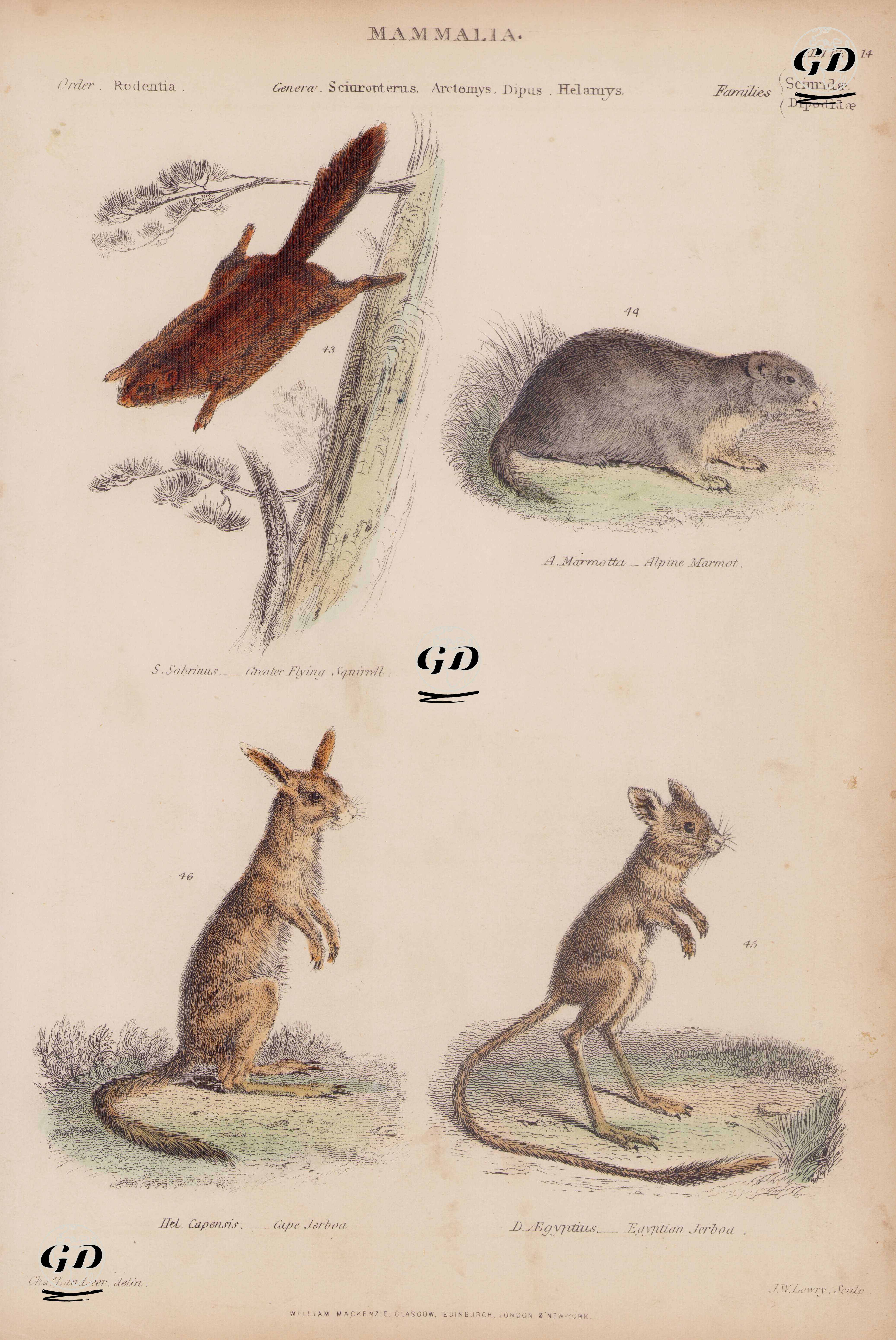 Mammalia, Genera Sciuropterus, Arctomys, Dipus, Helamys Plate (14)- 43. S.Sabrinus, Greater Flying Squirrel 44. A.Marmotta, Alpine Marmot 45. D.Aegyptius, Egyptian Jerboa 46. Hel. Capensis, Cape Jerboa - Charles Landseer (1799-1879) - 1850's