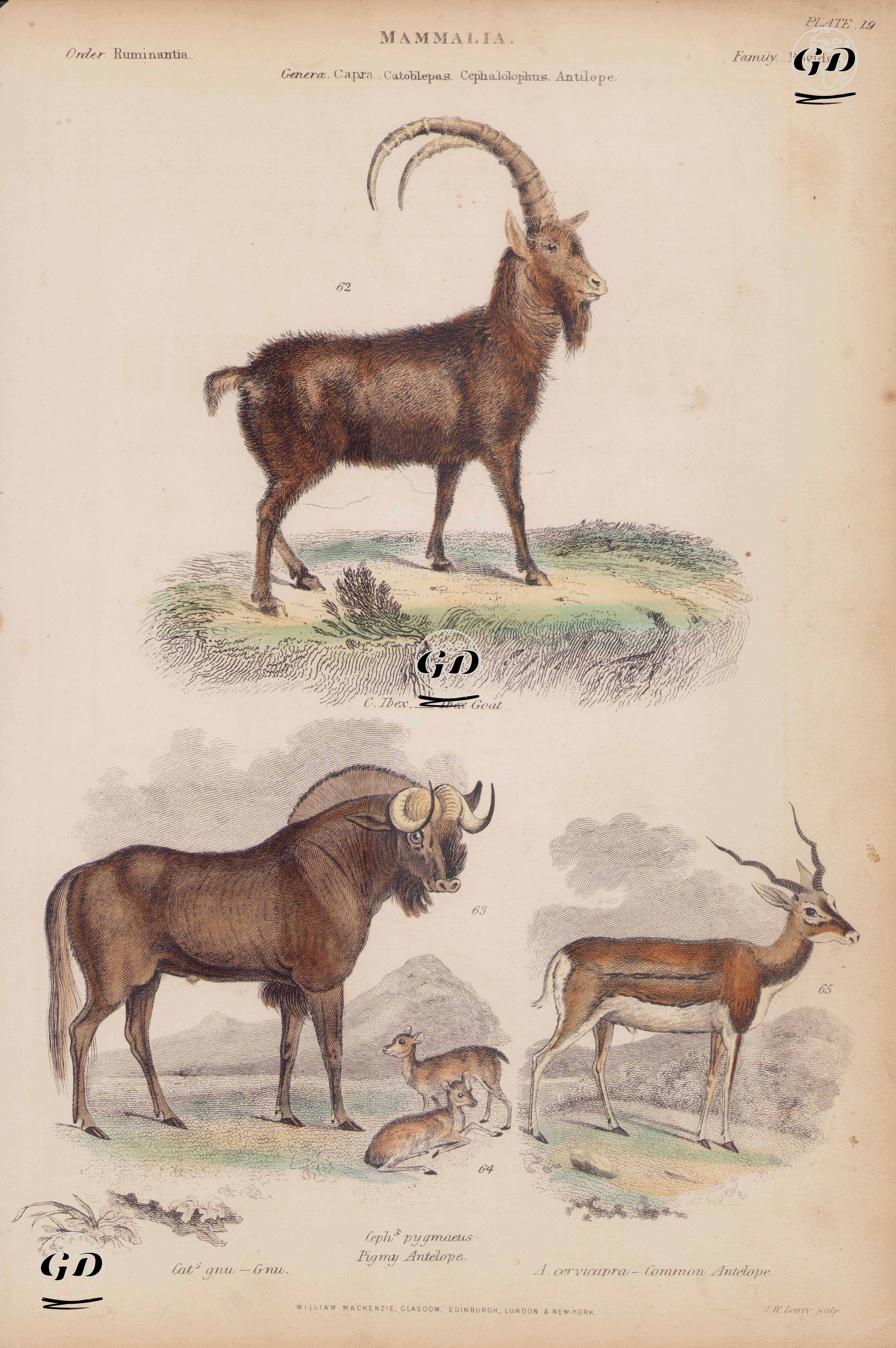 Memeliler, Capra, Catoblepas, Cephalolophus, Antilope Cinsi, Plate (19)- 62. Dağ Keçisi (Capra İbex) 63. Öküz Başlı Antilop (Gnu, Catoblepas Gnu) 64. Cüce Antilop (Cephalolophus Pygmaeus) 65. Kara Antilopu (Hint Antilopu, Antelope Cervicapra) -  - 1850's
