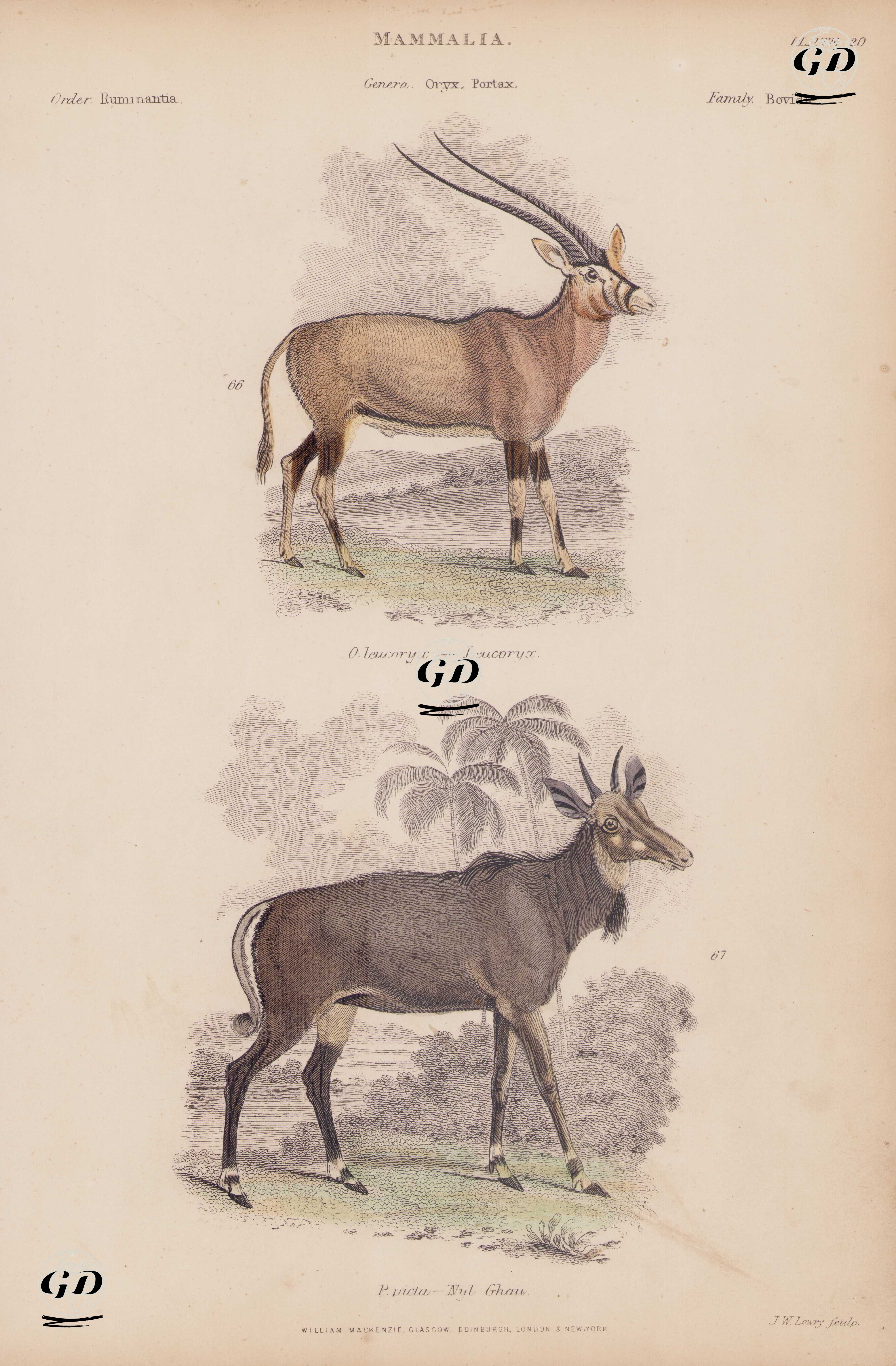 Memeliler, Oryx, Portax Cinsi, Plate (20)- 66. Arabistan Oriksi (Arap Oriksi, Oryx Leucoryx) 67.Hindistan Antilopu (Portax Picta) -  - 1850's
