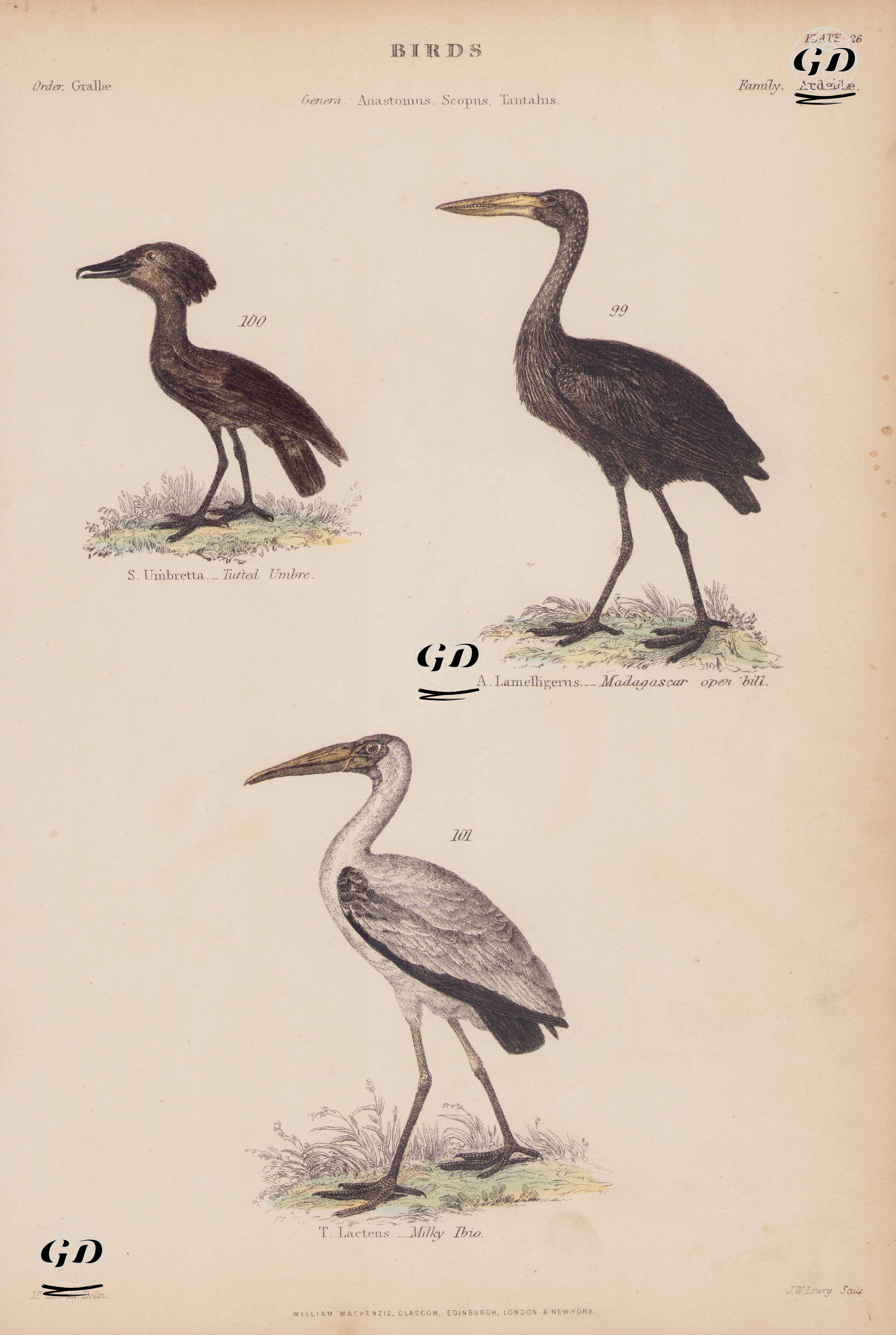 Kuşlar, Anastomus, Scopus, Tantalus Cinsi, Plate (26)- 99. Afrika Açıkgagalı Leylek (Anastomus Lamelligerus) 100. Çekiçkafa (Scopus Umbretta) 101. Akça Leylek - Mrs. Holmes - 1850's