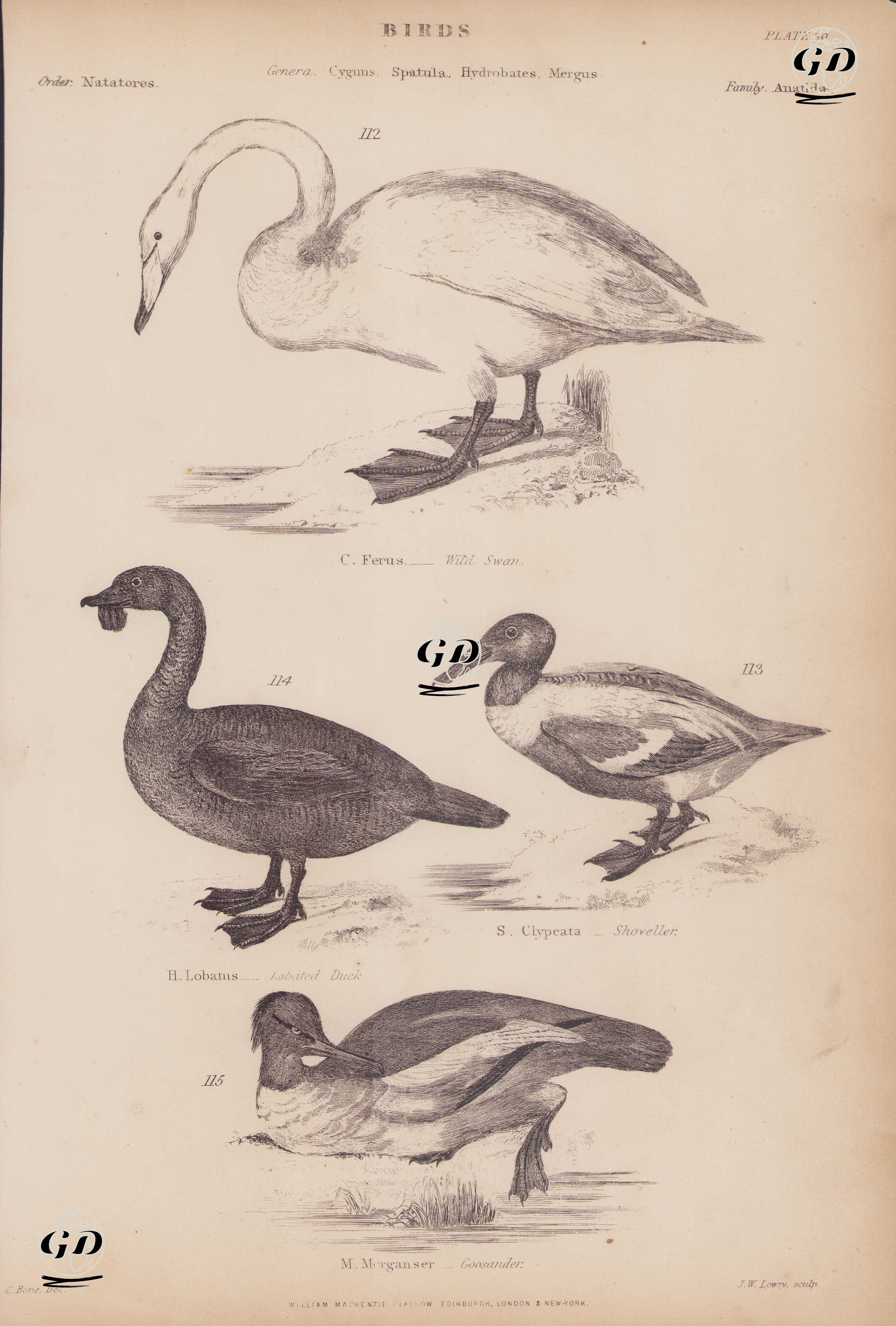 Birds, Genera Cygnus, Spatula, Hydrobates, Mergus, Plate (30)- 112. C.Ferus, Wild Swan (Whooper Swan), 113. S.Clypeata, Shoveller 114. H.Lobatus, Lobated Duck 115. M.Merganser, Goosander -  - 1850's
