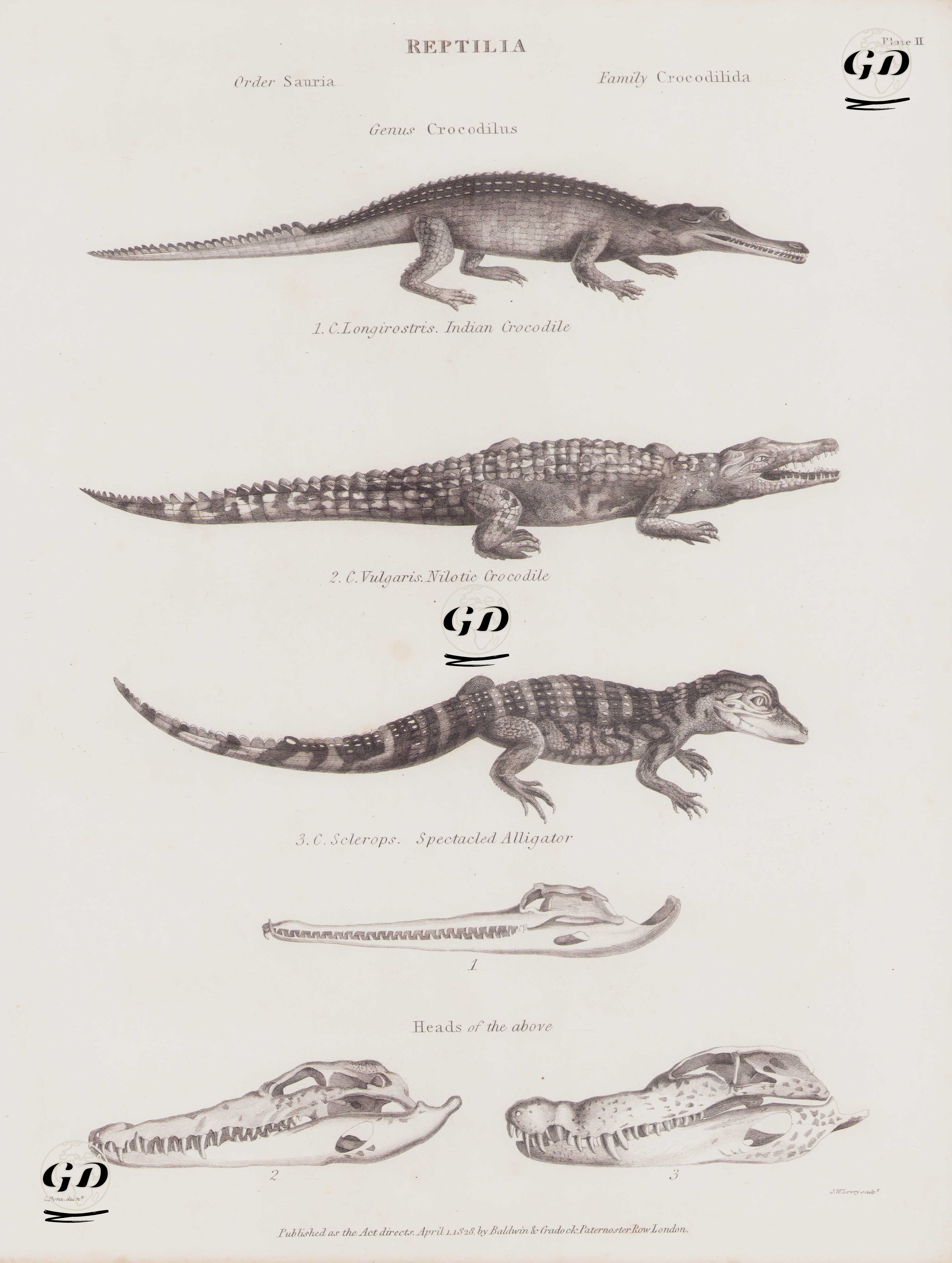 Reptilia (Sürüngenler), Crocodilus Cinsi (Plate II)- 1. Gavyal Timsahı ve Kafa İskeleti (Gavialis Gangeticus, Crocodilus Longirostris) 2. Nil Timsahı ve Kafa İskeleti (Crocodylus Niloticus, Crocodilus Vulgaris) 3. Gözlüklü Kayman ve Kafa İskeleti (Caiman Crocodilus, Crocodilus Sclerops)  - C.Pyne - 1828