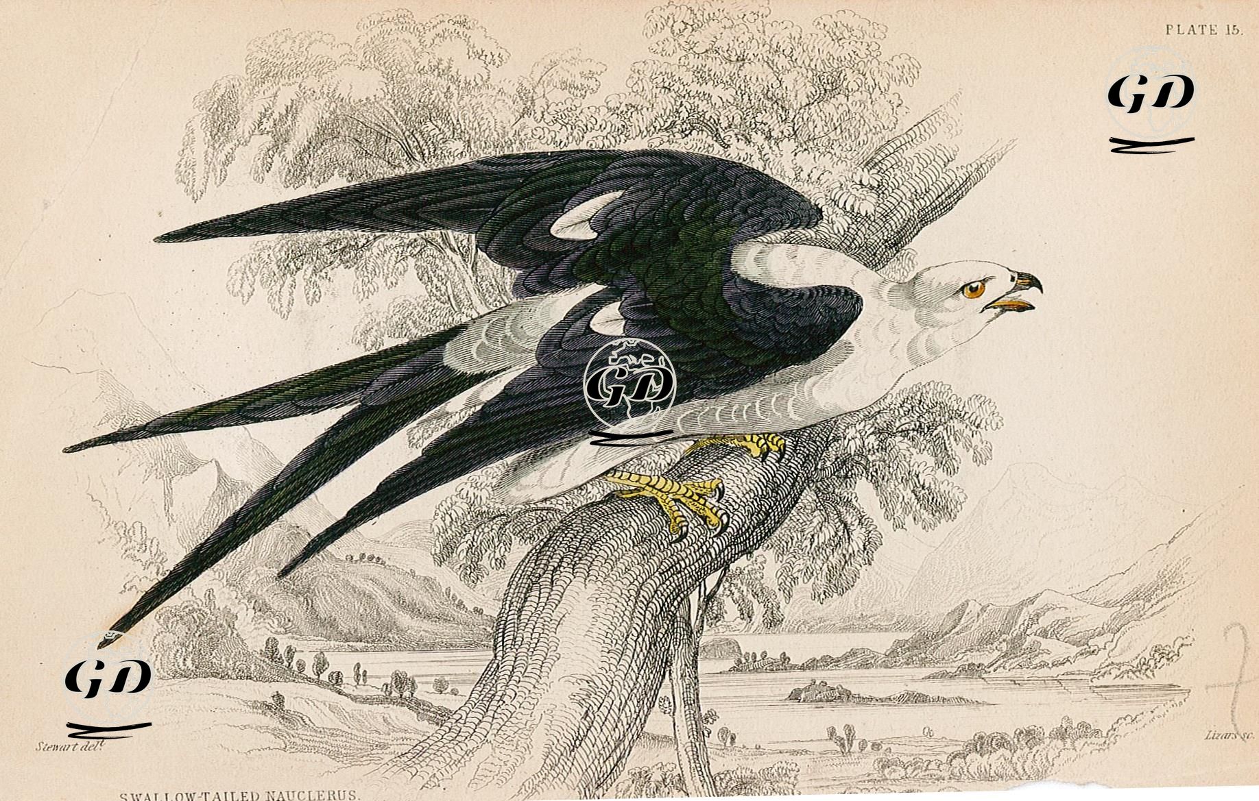 Swallow Tailed Nauclerus - James S.Stewart (1791-1863) - 1838