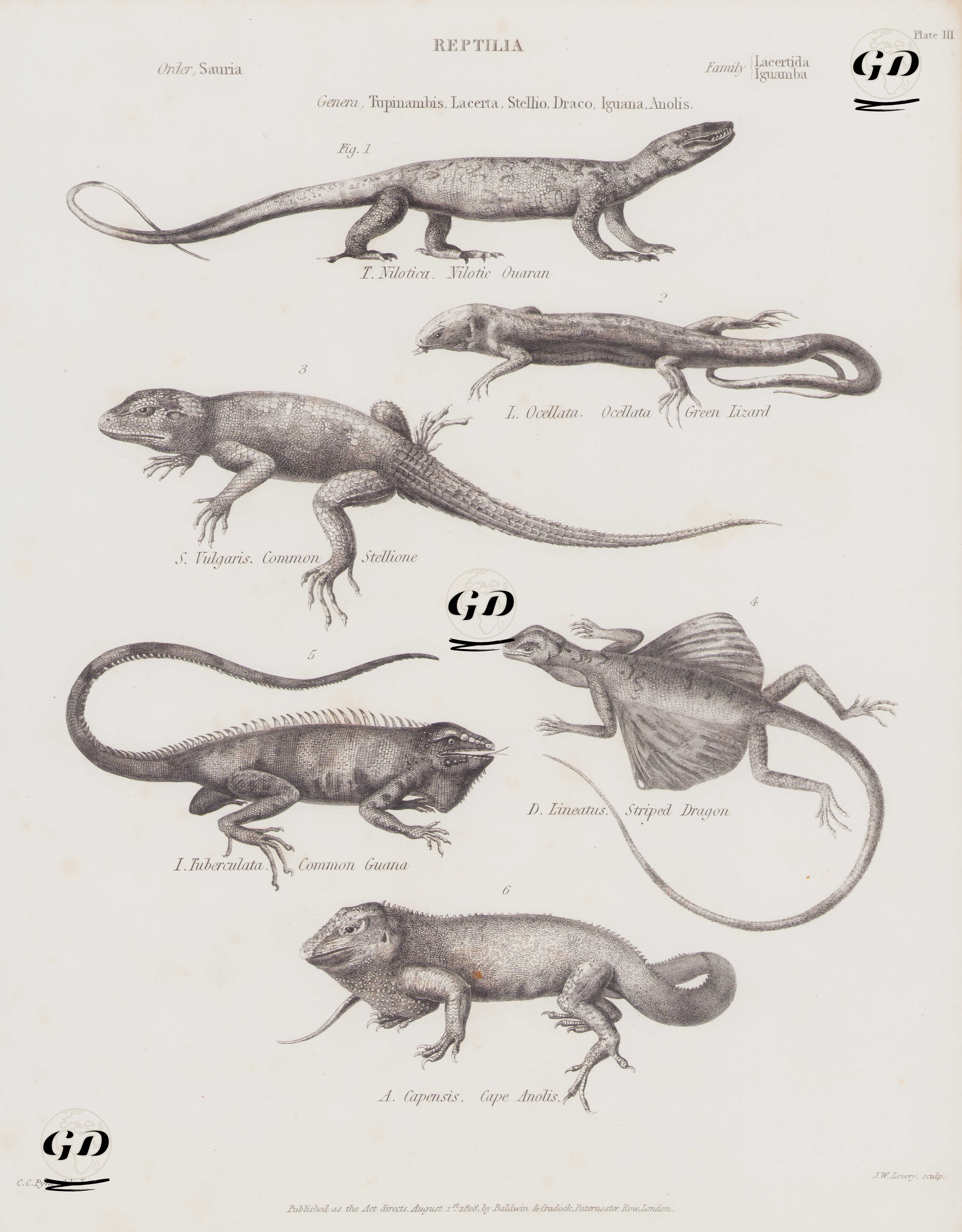 Reptilia (Sürüngenler), Tupinambus, Lacerta, Stellio, Draco, Iguana, Anolis Cinsi (Plate III)- 1. Nil Varanı (Varanus Niloticus, Tupinambis Nilotica) 2. Yeşil Kum Kertenkelesi (Cüce Çit Kertenkelesi, Lacerta Ocellata) 3. Mısır Çölü Agama Kertenkelesi (Laudakia Vulgaris, Stellio Vulgaris) 4. Çizgili Uçan Kertenkele (Draco Lineatus) 5. Yeşil İguana  (Iguana iguana) 6. Cape Anolis - C.C.Pyne - 1828