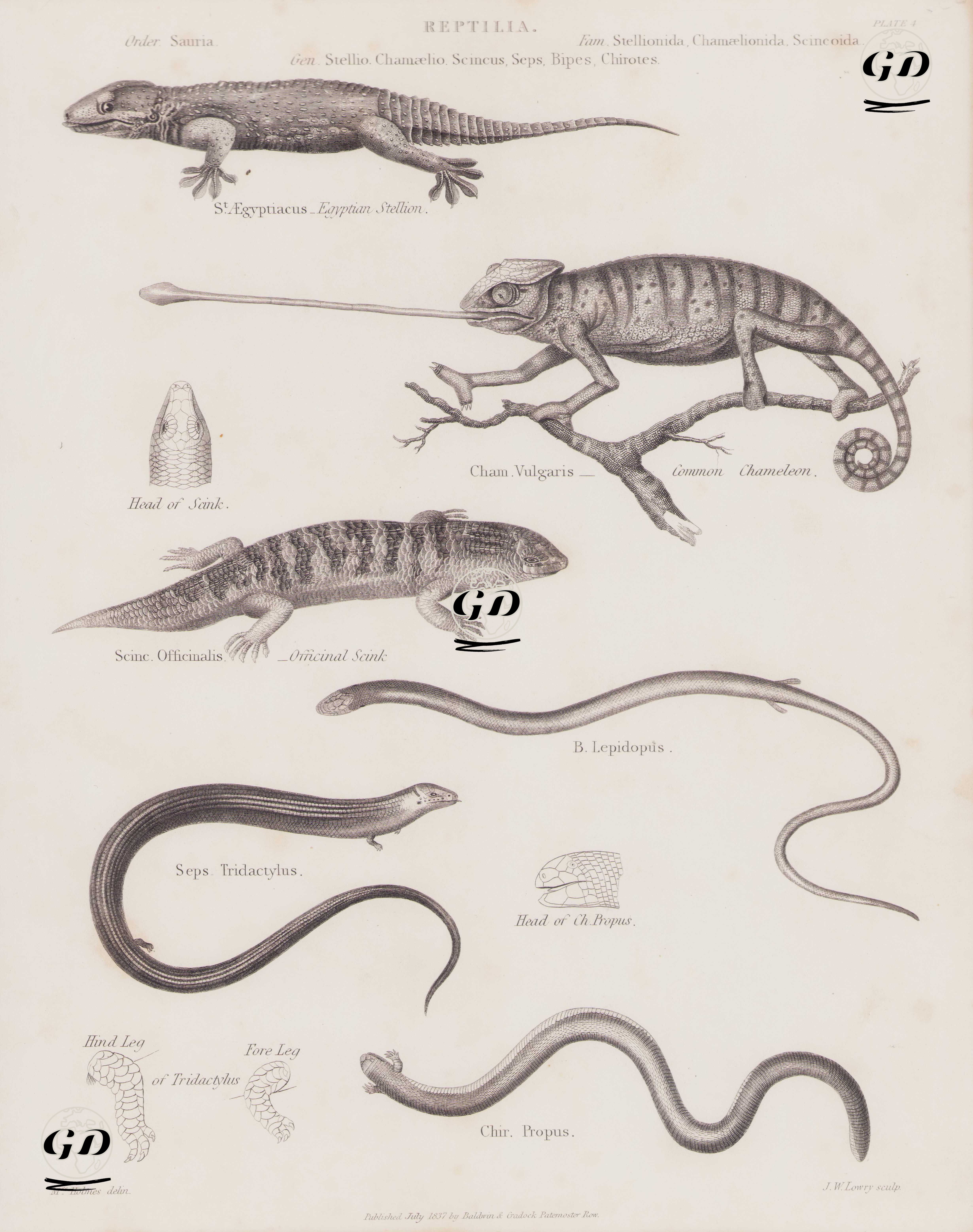 Reptilia (Sürüngenler), Stellio, Chamaelio, Scincus, Seps, Bipes, Chirotes Cinsi (Plate 4)- Egyptian Stellion- Bukalemun (Chamaeleo Chamaeleon)- Skink (Scincus Scincus)-  Pullu Ayak Bacaksız Kertenkele(Scaly-Foot, Pygopus Lepidopodus)- Kısa Bacaklı Seps (Tetradactylus Seps)- Chirotes Probus - Mrs. Holmes - 1837