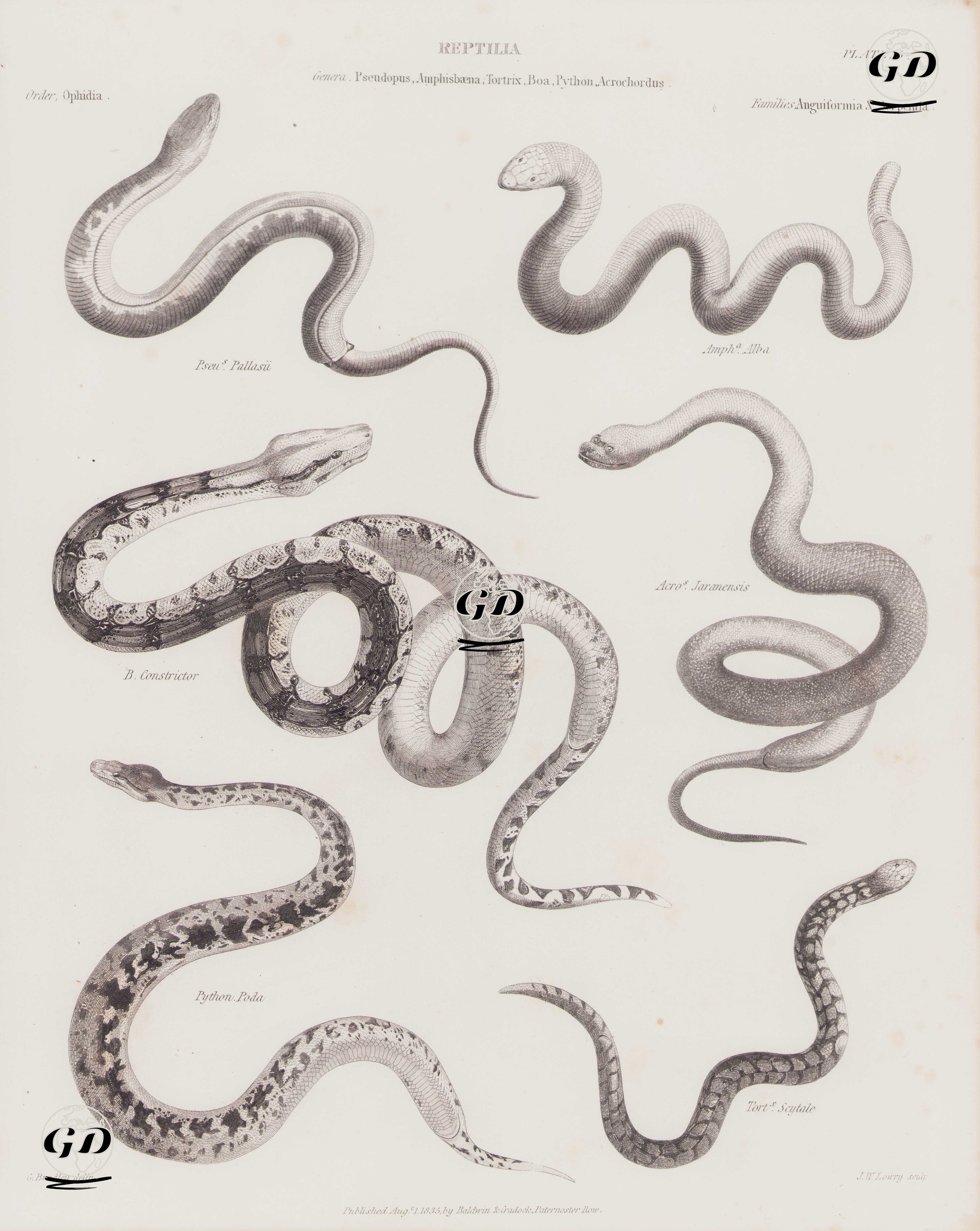 Reptilia (Sürüngenler), Pseudopus, Amphisbaena, Tortrix, Boa, Python, Acrochordus Cinsi (Plate 5)- Oluklu Kertenkele (Pseudopus Apodus), Kırmızı Solucan Kertenkele (Amphisbaena Alba), Boa Yılanı, Acrochordus Jaranensis, Python Poda, Mercan Silindir Yılanı (Tortrix Scytale) - G.Bradley - 1835