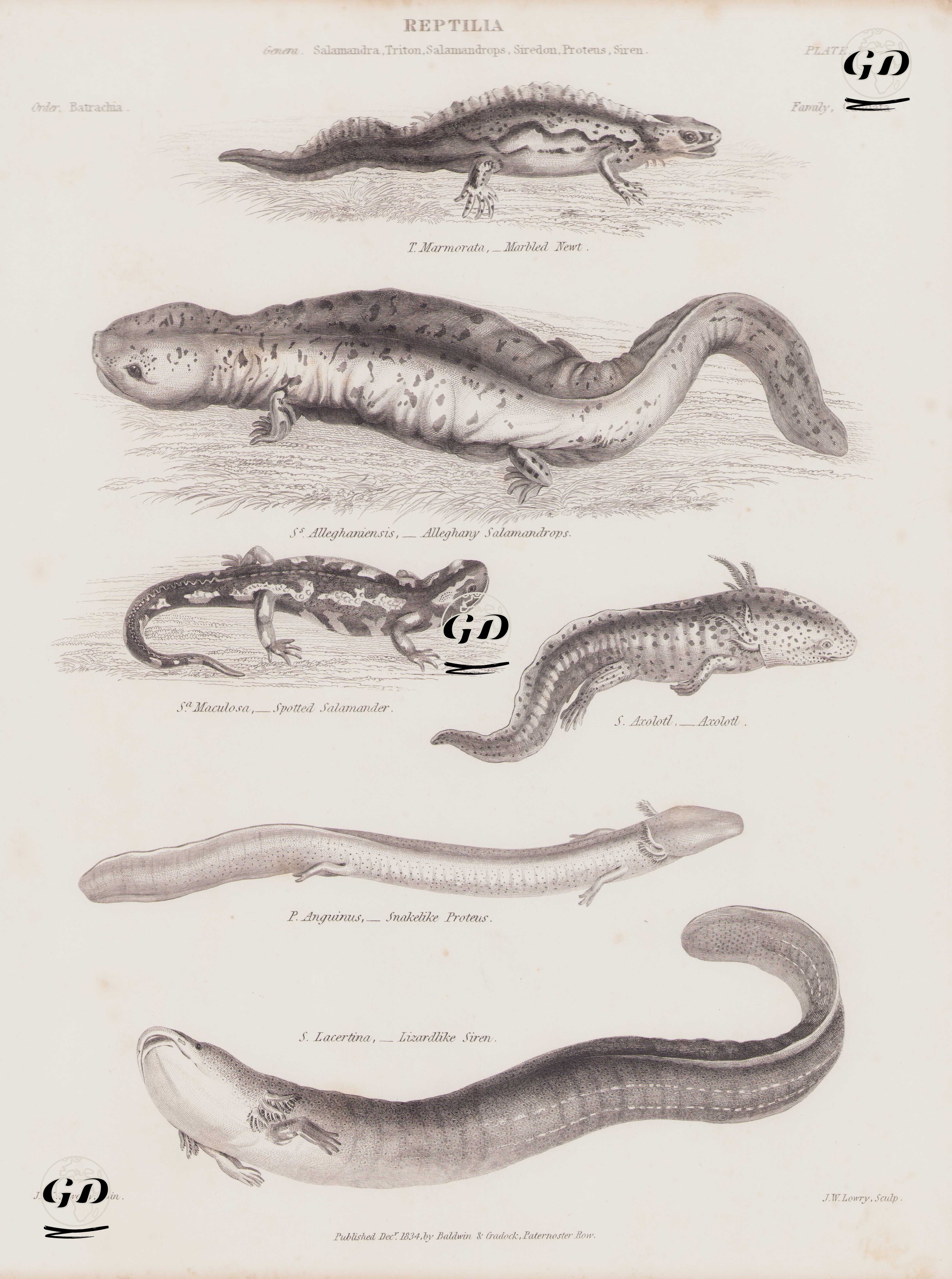 Reptilia (Sürüngenler), Salamandra, Triton, Salamandrops, Siredon, Proteus, Siren Cinsi Plate (8)- Mavi Benekli Semender (Triton Marmorata)- Dev Semender (Alleghany Salamander)- Sarı Benekli Semender- Axolotl- Mağara Semenderi (Proteus Anguinus)- Dev siren ( Siren Lacertina ) - J.D.C.Sowerby - 1834