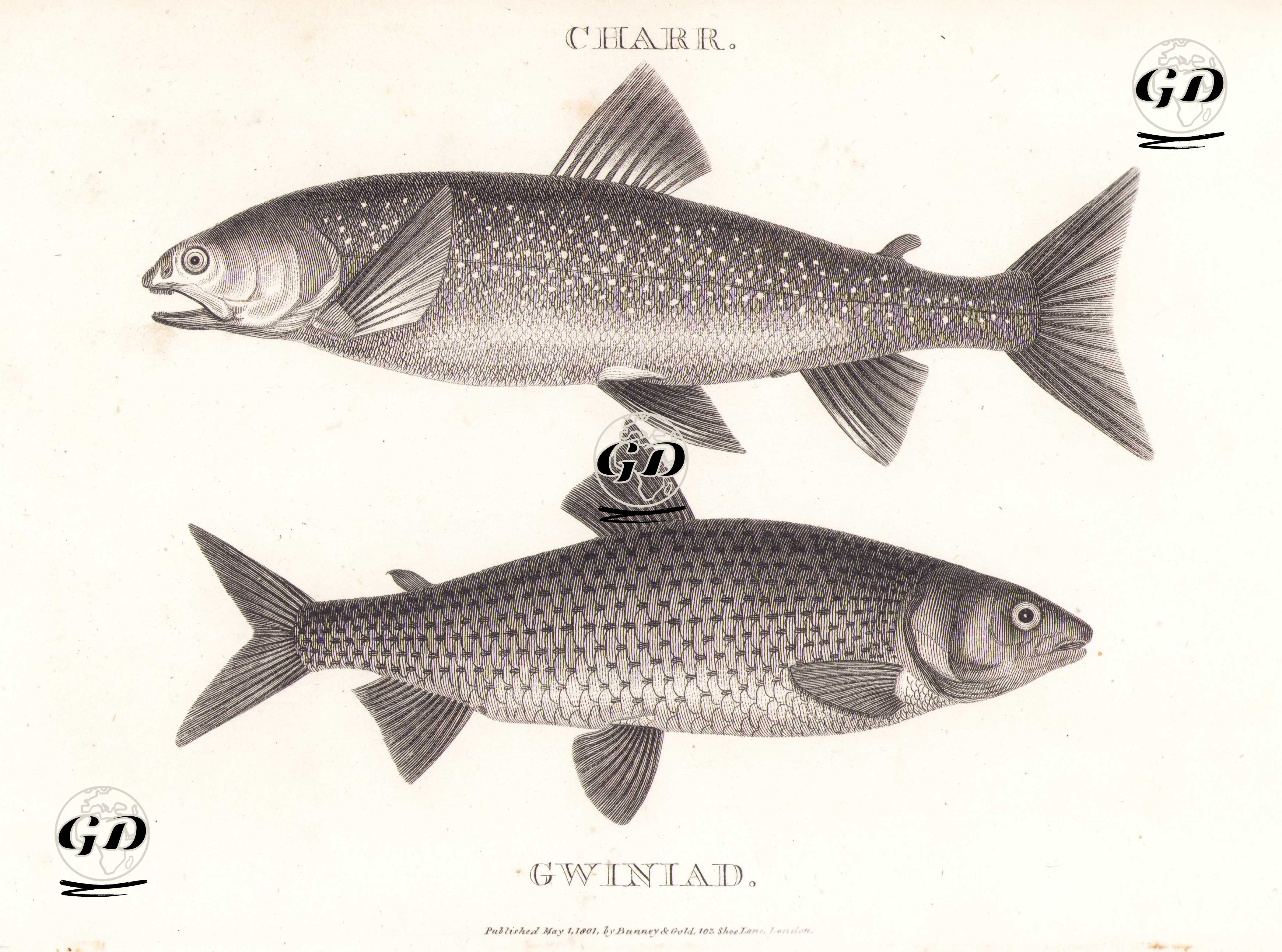Kömür Balığı (Arktik Alası, Salvelinus Alpinus)- Gwyniad (Coregonus Pennantii) -  - 1801