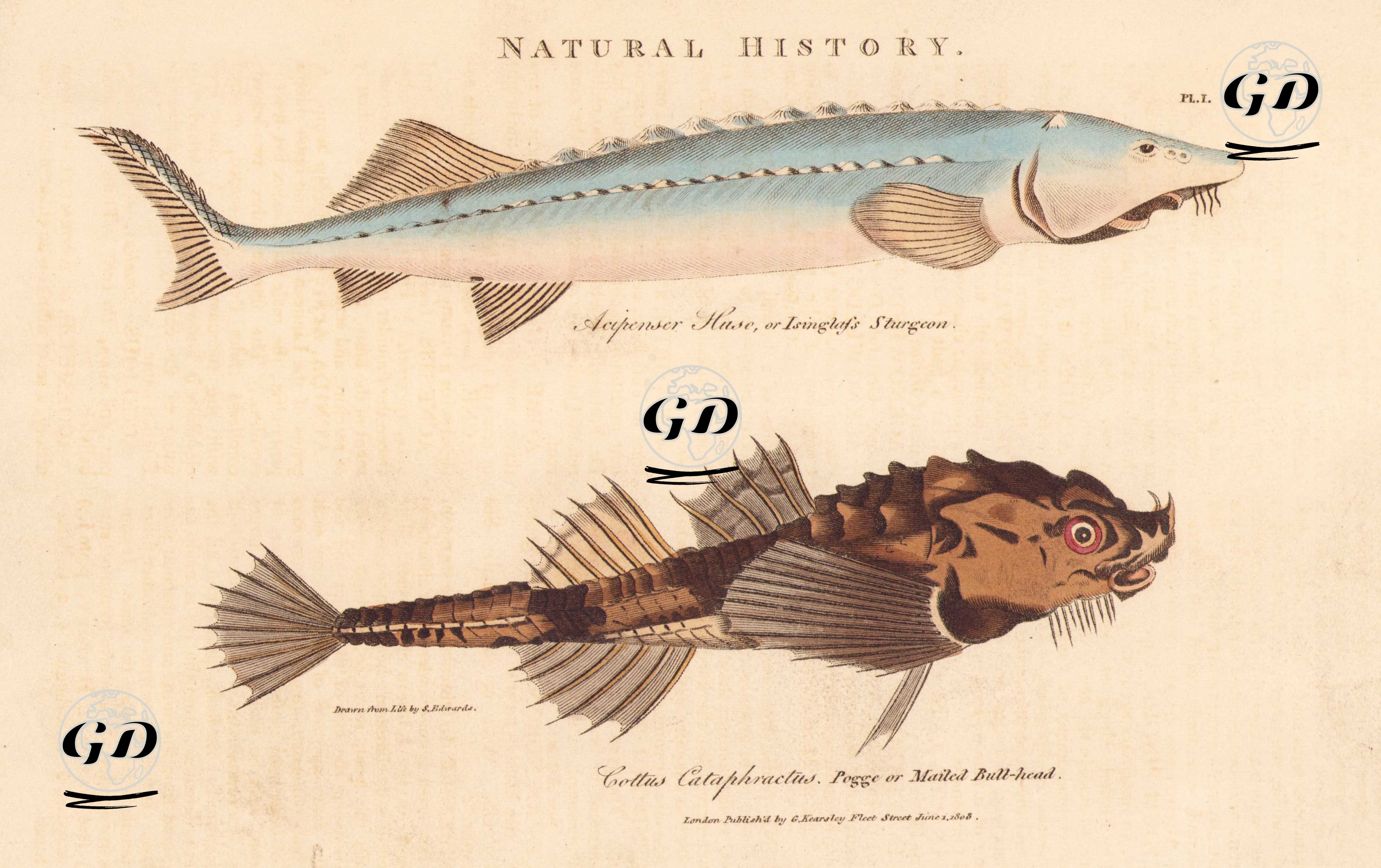 Natural History (Pl. I.)- Mersin Morinası (Huso Huso)- Agonus (Deniz Faresi, Agonus Cataphractus)  - Sydenham Edwards (1768-1819) - 1808