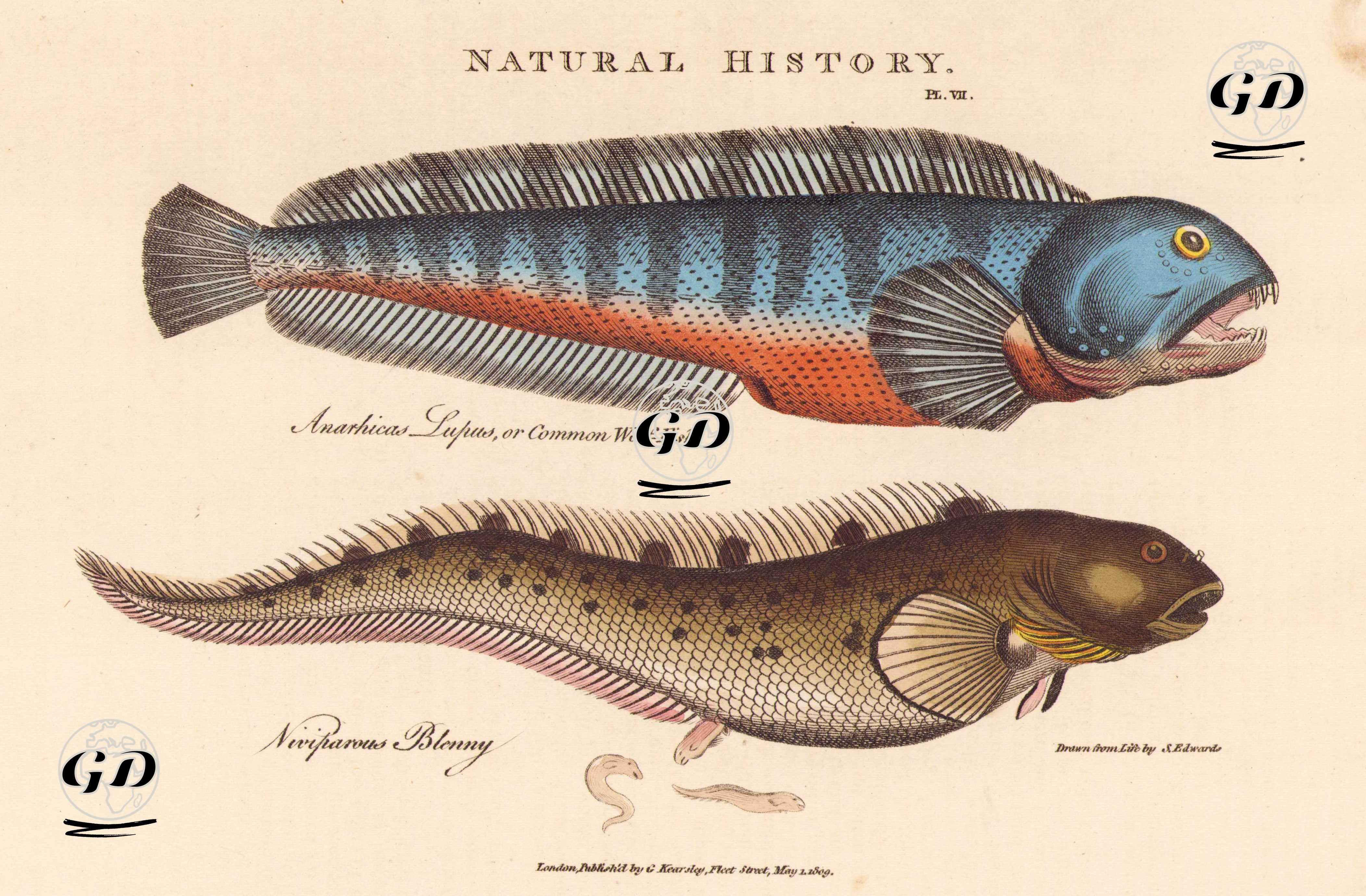 Natural History (Pl. VII.)- Atlantik Kurt Balığı (Anarchias Lupus) - Avrupa Yılanbalığı (Zoarces Viviparus) - Sydenham Edwards (1768-1819) - 1809