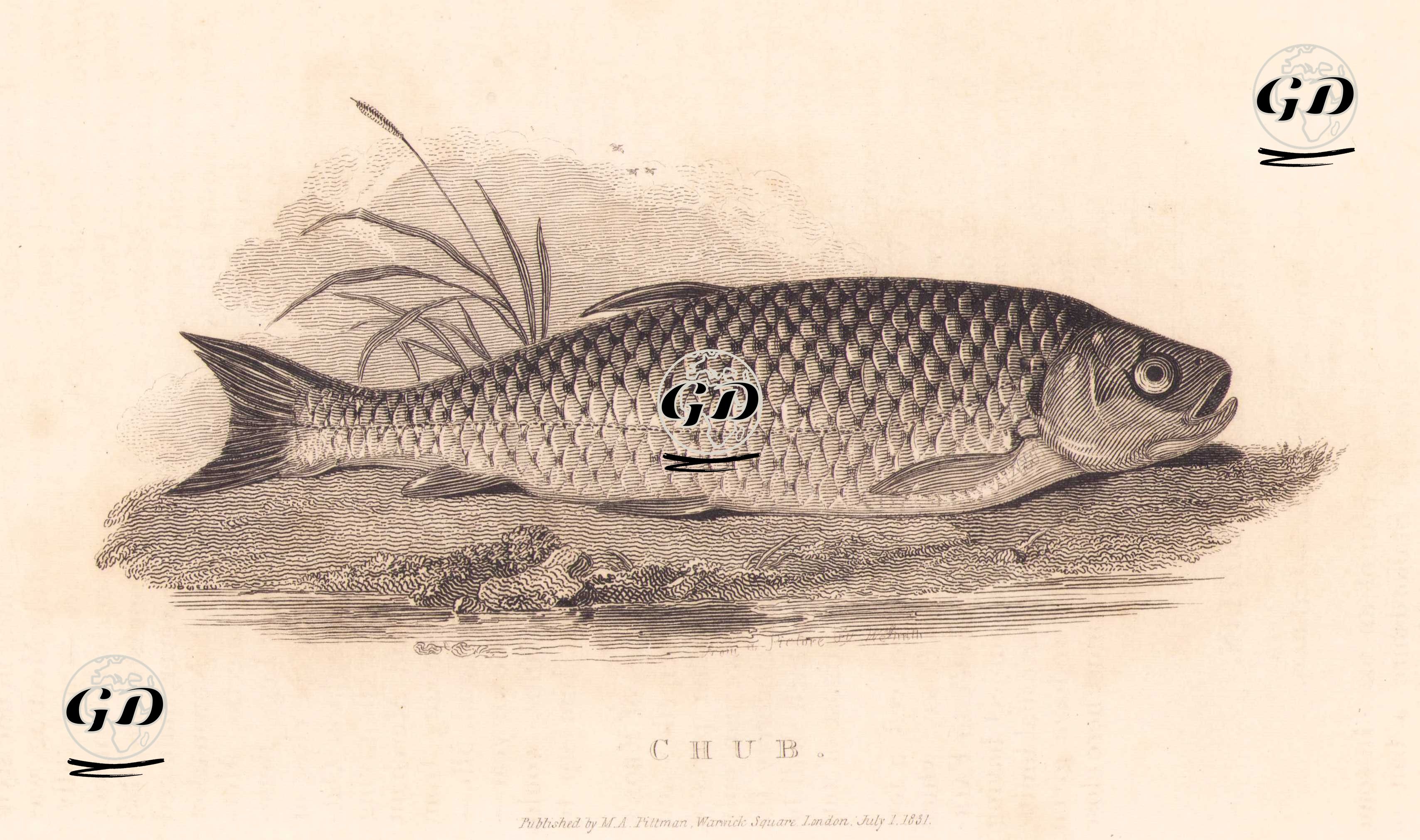 Chub -  - 1831