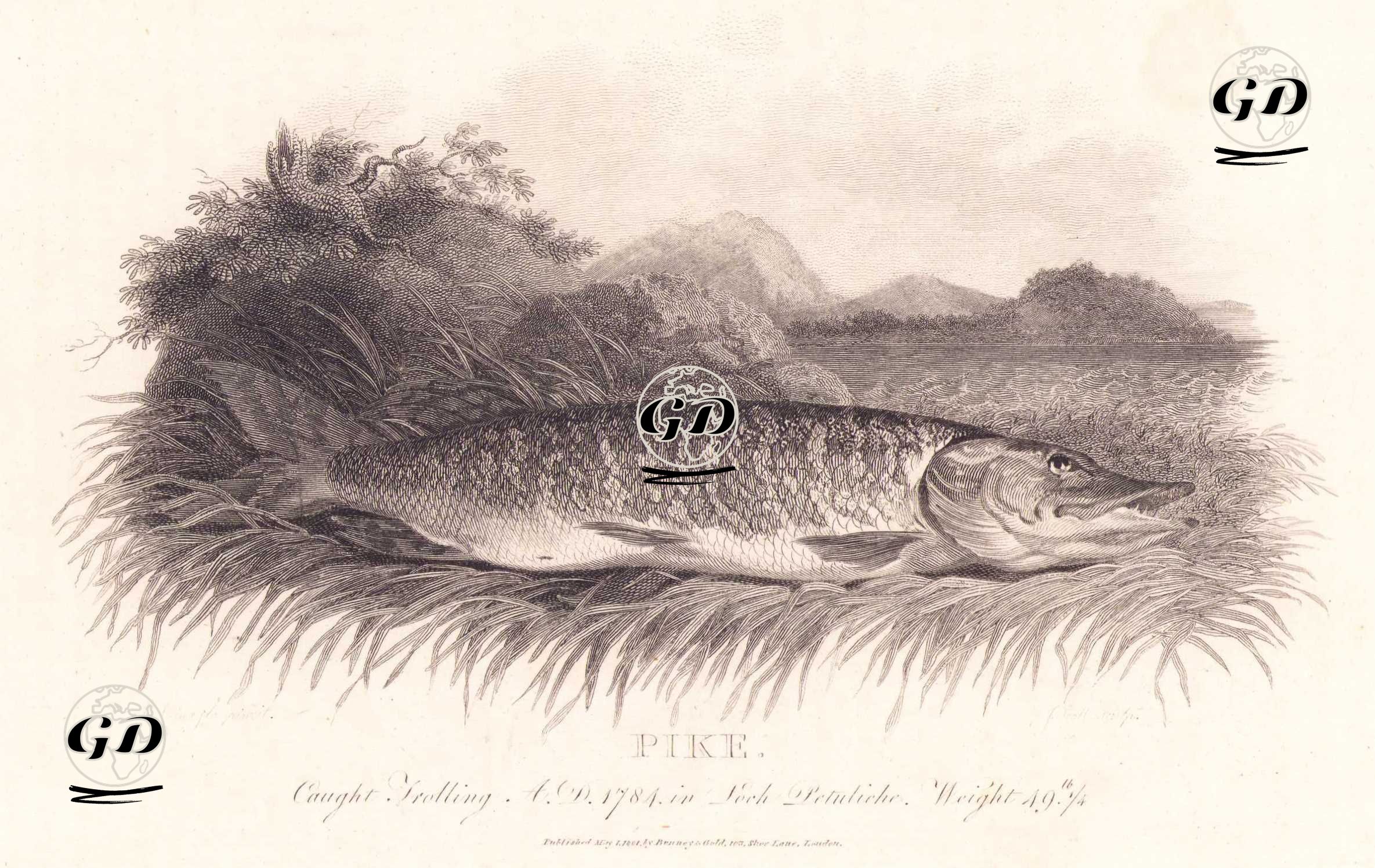 Pike (Caught Trolling A.D. 1784 in Loch Petuliche Weight 49) - Philip Reinagle (1749-1833) - 1801