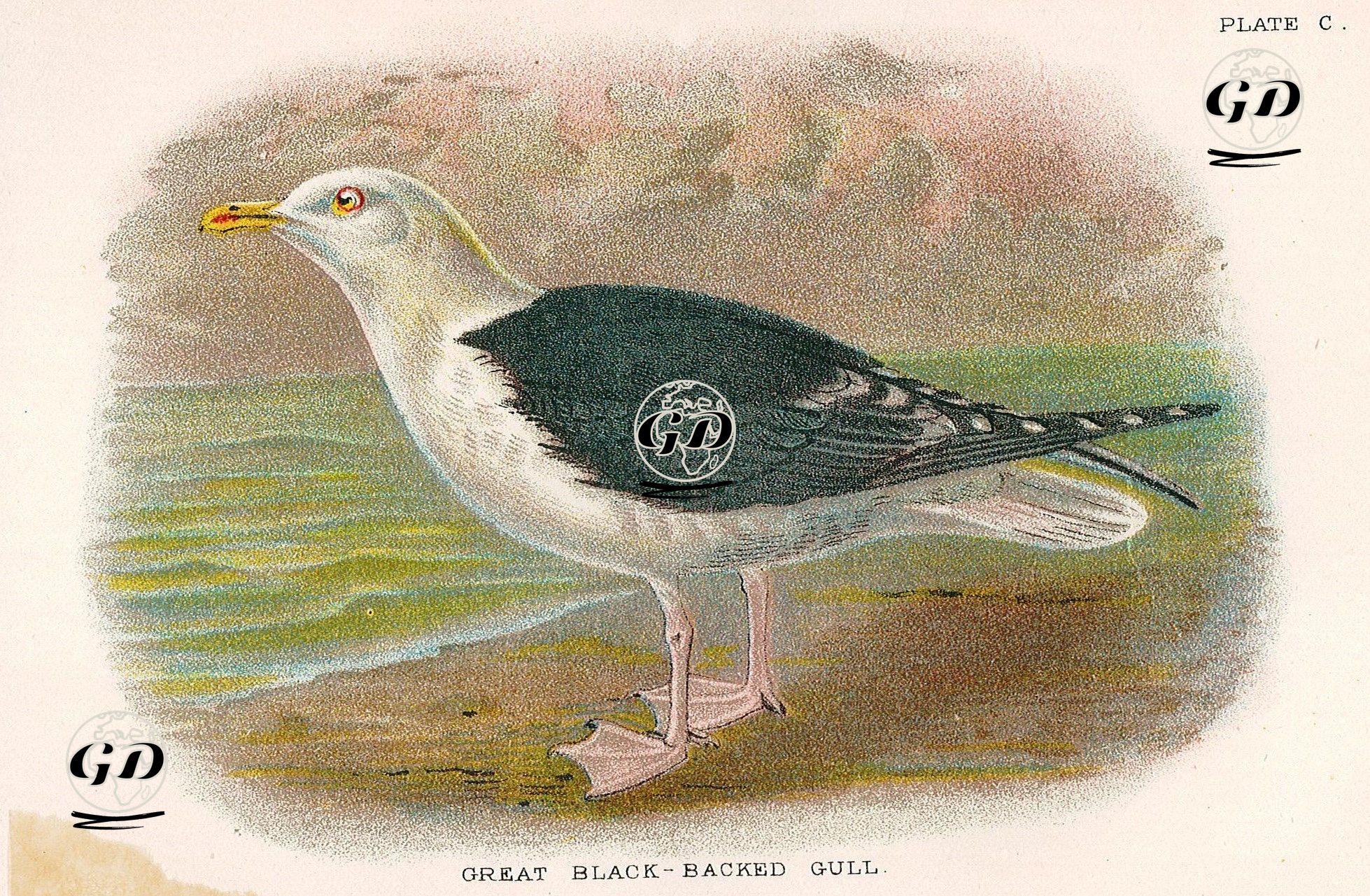 Kara Sırtlı Martı -  - 1896-1897