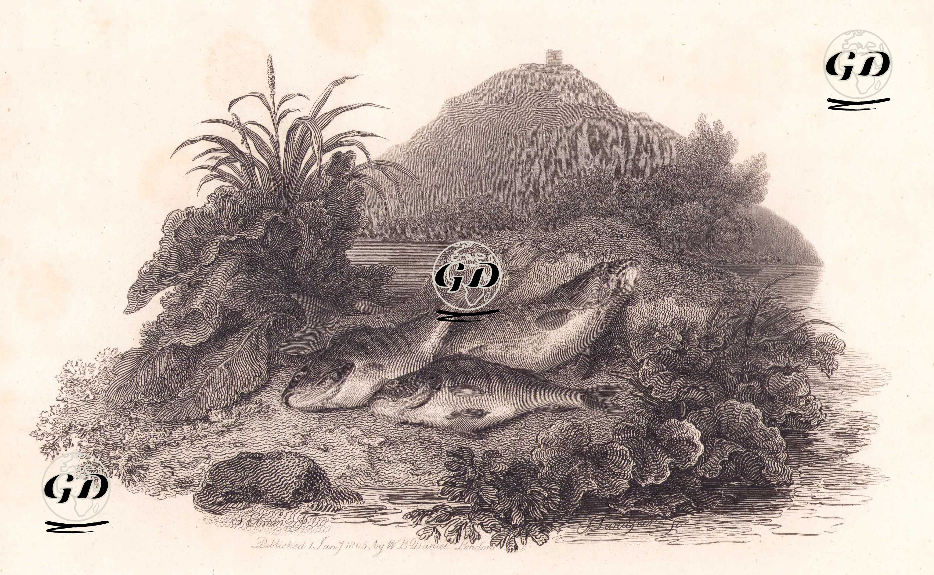 Fishes - Stephen Elmer (1717-1796) - 1805