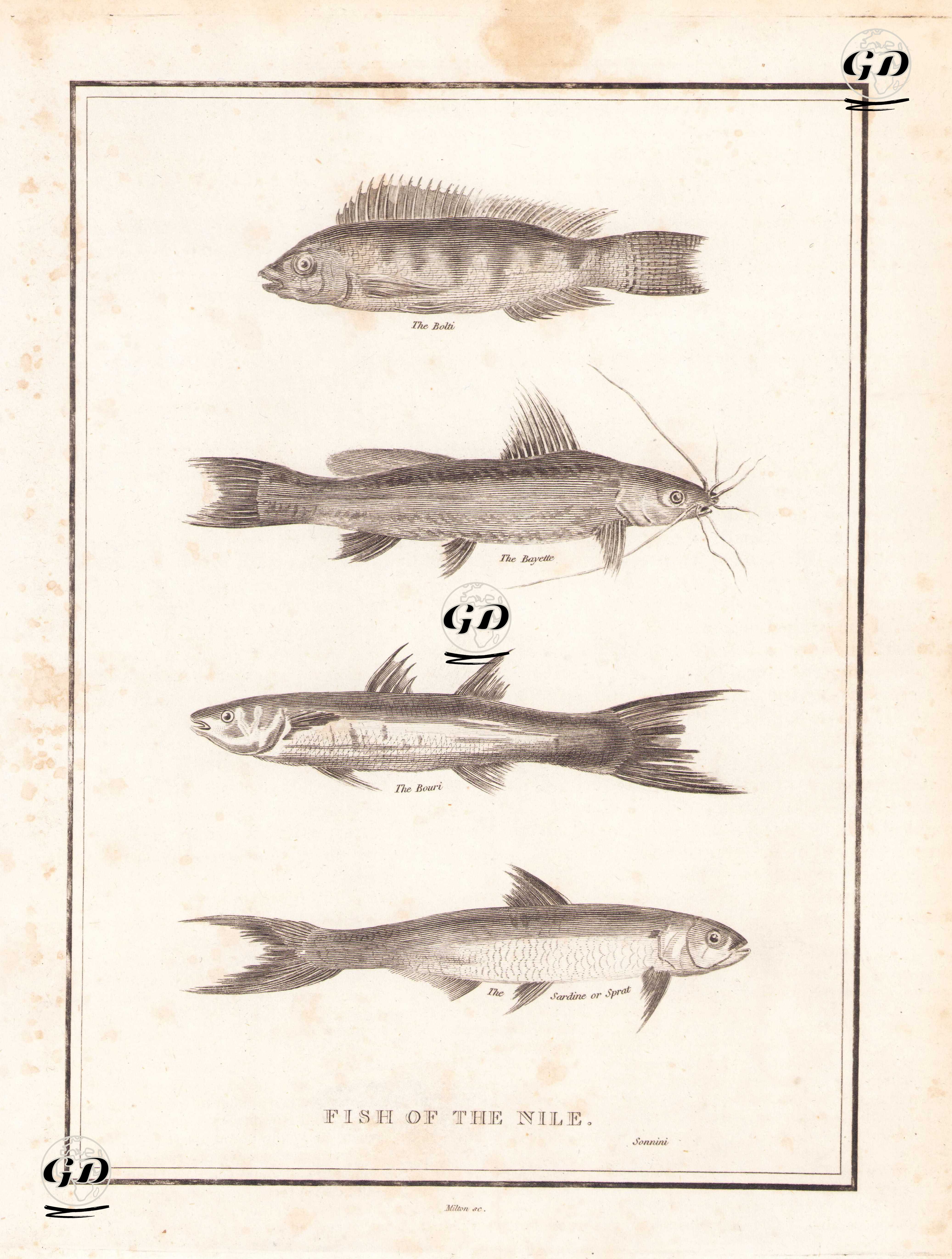 Nil Nehrinin Balıkları- Nil Tilapyası (Bolti Balığı), Bayette Balığı, Bouri Balığı, Sardalya - Charles Sonnini (1751-1812) - 1800